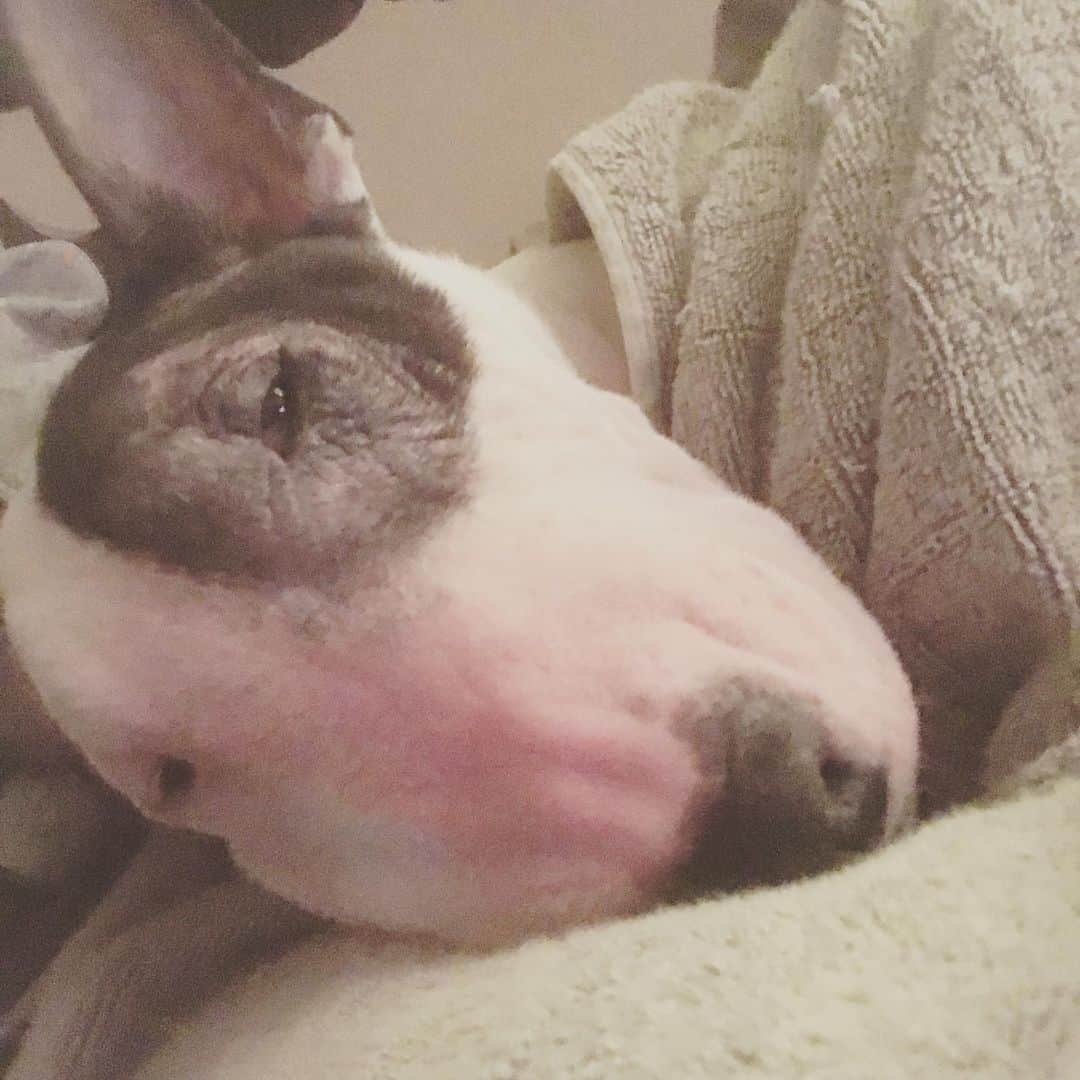 のインスタグラム：「#minituru#bull#terrier#minibullterrier#miniturubullterrier#dog#dogstagram#cute#qtaro#love#family#ミニチュア#ブルテリア#ミニチュアブルテリア#Q太郎」