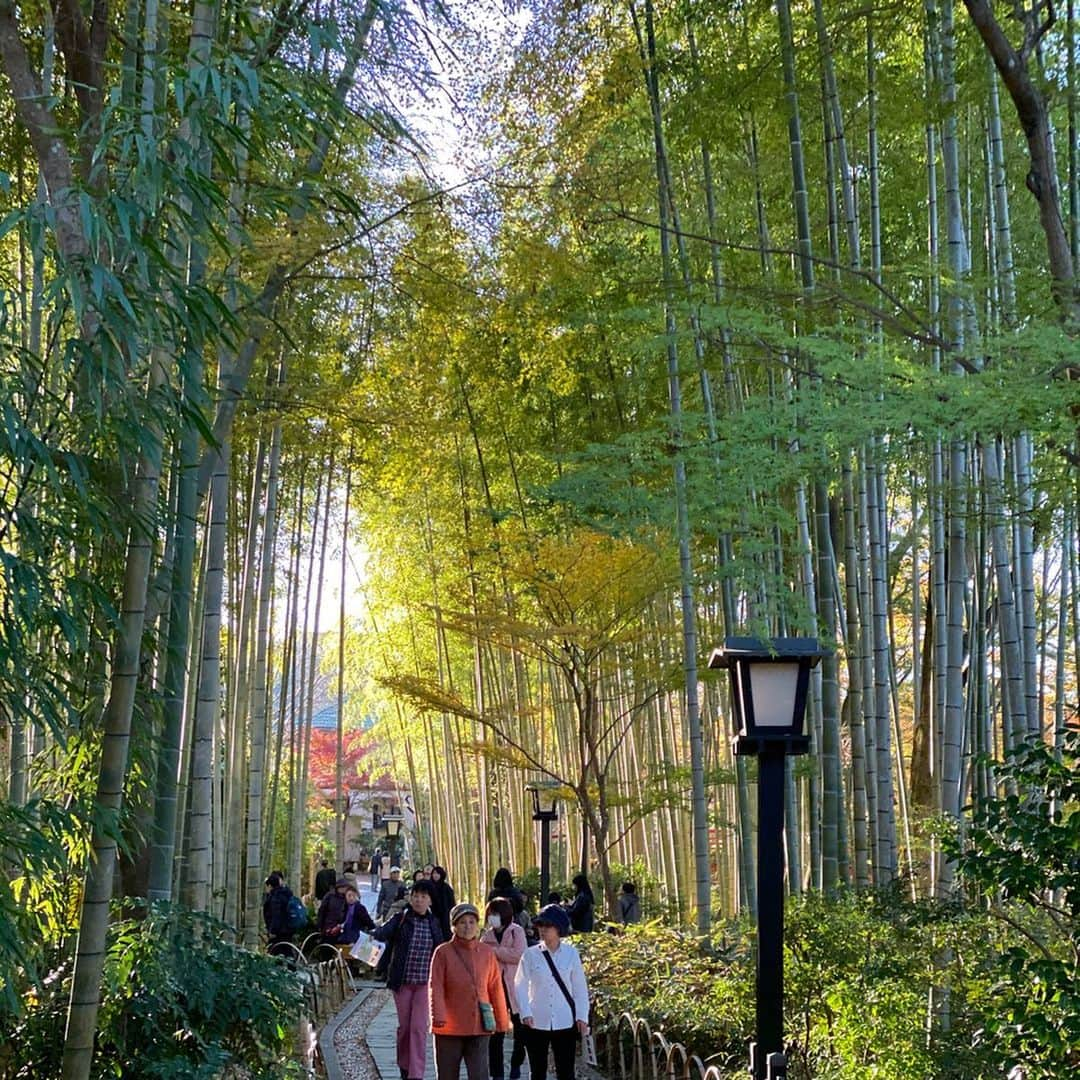 岡英里さんのインスタグラム写真 - (岡英里Instagram)「温泉行きたい‼️行こう‼️と思いつきで修善寺温泉に一人旅してきたよ🚄♨️ . . 修善寺近辺を散策して食べたかった生わさびソフトクリーム🍦食べられて大満足でした🤤💓 . . 竹林の小径のところで外国人観光客グループの写真撮ってあげたら　その後プリティプリティ！写真撮らせて！と、なぜかみんなこっちにカメラ向けてて私のこと撮影してた😂優しいジャパニーズいたから記念にって感じなのかな？笑笑　よく撮れてたから写真貰えばよかった…😣 . . お寺も神社も行けたし足湯まで経験できてまさにザ・観光✨時期的にも紅葉してたし綺麗だったなー🍁 . . あ、もみじ林行くの忘れてた😱 . . #修善寺 #修善寺温泉 #竹林の小径 #静岡 #静岡観光 #静岡旅行 #静岡グルメ #生わさびソフトクリーム #🍦 #紅葉 #紅葉 #観光 #温泉 #温泉旅行 #温泉旅 #おひとりさま #一人旅女子 #一人旅 #オススメ #おすすめ #リフレッシュ #気分転換 #温泉 #大好き #温泉好き #♨️」12月5日 17時27分 - okaeri0424