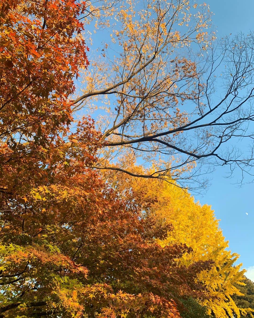 海老原優香さんのインスタグラム写真 - (海老原優香Instagram)「取材先で綺麗な紅葉を発見！  #小石川後楽園  #紅葉#🍁 #ようやく見頃になってきたみたいです」12月5日 17時45分 - ebioffi