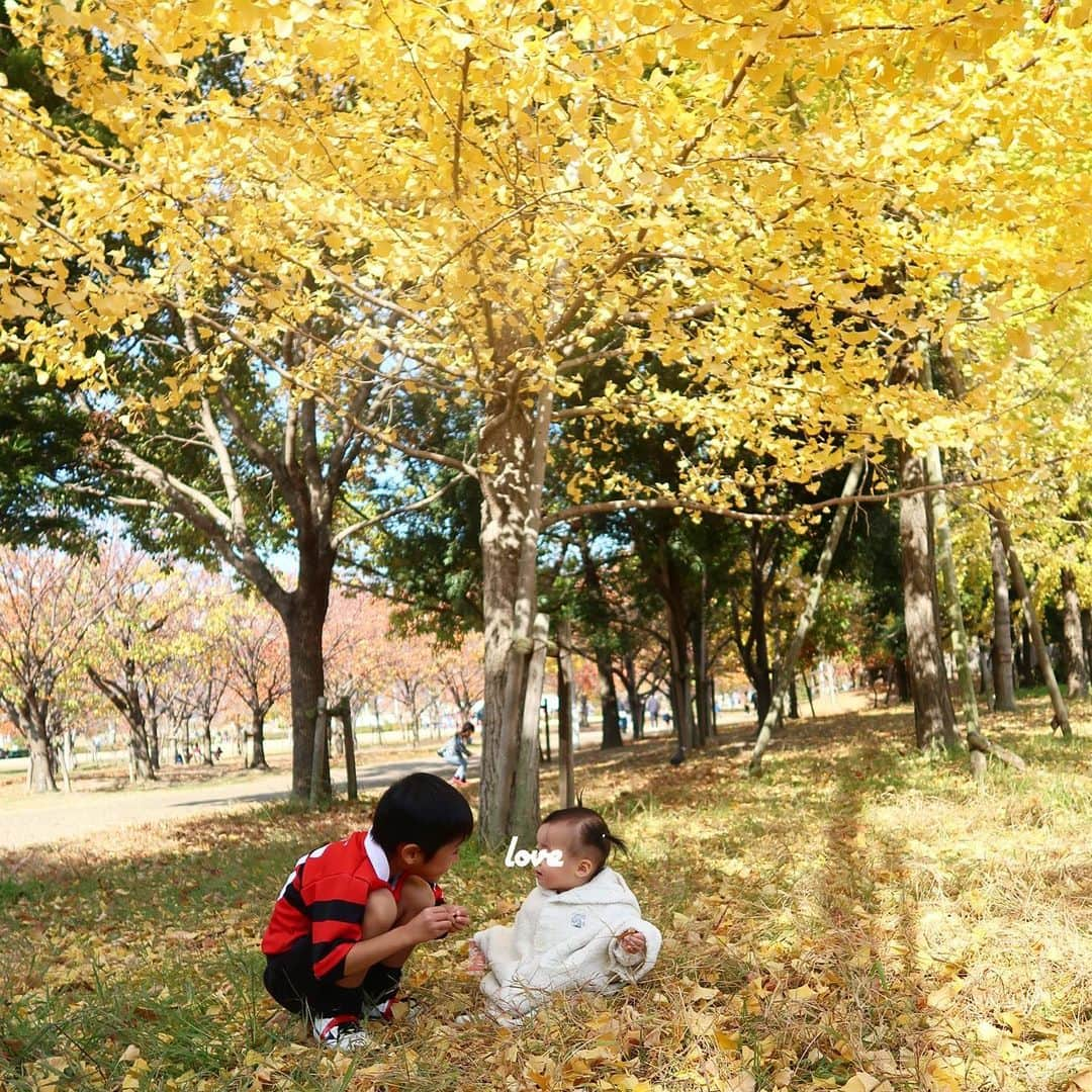 ayu kagawaさんのインスタグラム写真 - (ayu kagawaInstagram)「あっという間に12月🍂🍁 歳を重ねる毎にこの季節が好きになる。 落ち葉の絨毯が綺麗すぎるねー🍂 娘は落ち葉の上でシャカシャカ音が鳴るのを楽しんでた♡✨ 白いタイツは茶色になっていたけれど😛  ８ヶ月になった娘。 立っちが大好きで今にも歩き出しそう。 お喋り大好きでいつもあーあーままままー。てぃてぃ！と喋ってる♡ ずっと一本だった歯の横に２本目がチラッと見え始めた。  相変わらず兄からの強すぎる愛情を日々もらって、あまり何事にも動じない強い女の子に育っています。笑 #兄妹 #成長記録 #baby#babygirl #8month#8ヶ月  #8monthsbaby#8ヶ月ベビー」12月5日 17時46分 - ayuyunyun