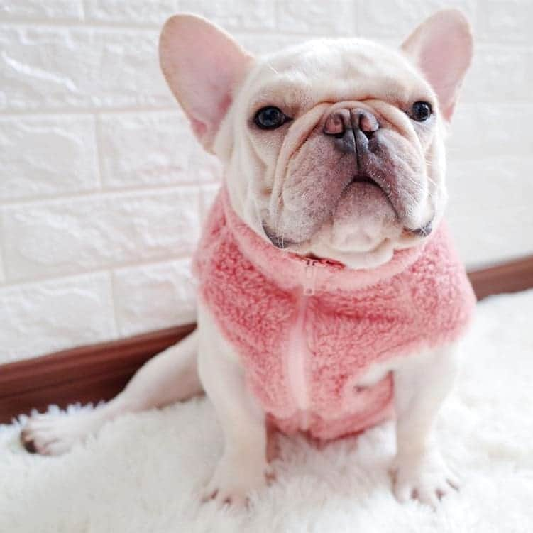 French Bulldogさんのインスタグラム写真 - (French BulldogInstagram)「Absolute Bestseller 🛒🛍 Your dog will look and feel like a cute and cuddly bear when wearing the Fuzzy Zip Up French Bulldog Vest by @frenchie.world 🐏🎀💕 LINK IN BIO 🔝🔝🔝 . . . . . #frenchie #frenchieoftheday #französischebulldogge#franskbulldog #frenchbull #frenchbulldog #frenchiepuppy#dog #dogsofinstagram #petstagram #bully #bulldog#bulldogfrances #フレンチブルドッグ #フレンチブルドッグ #フレブル #ワンコ #frenchiesgram#frenchbulldogsofinstagram #ilovemyfrenchie #batpig #buhi#squishyfacecrewbulldog」12月6日 4時15分 - frenchie.world