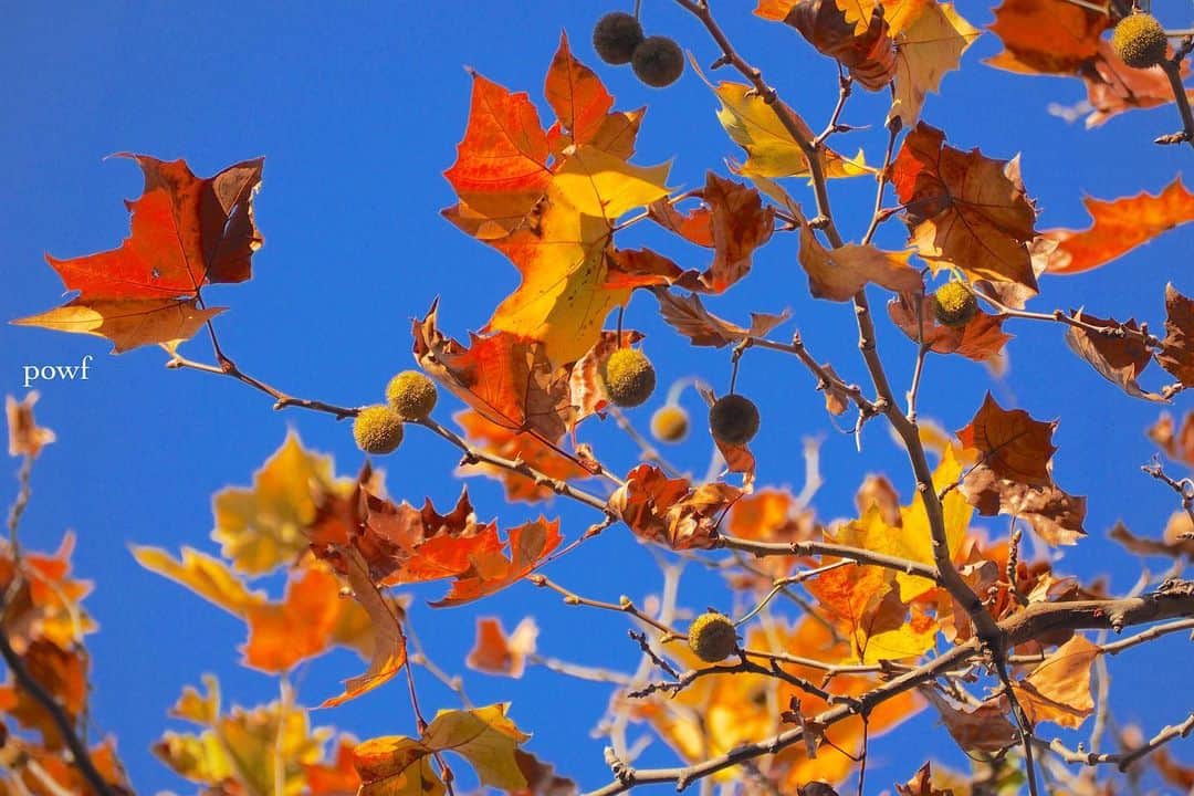 anemone_69のインスタグラム：「. #紅葉 #プラタナス」