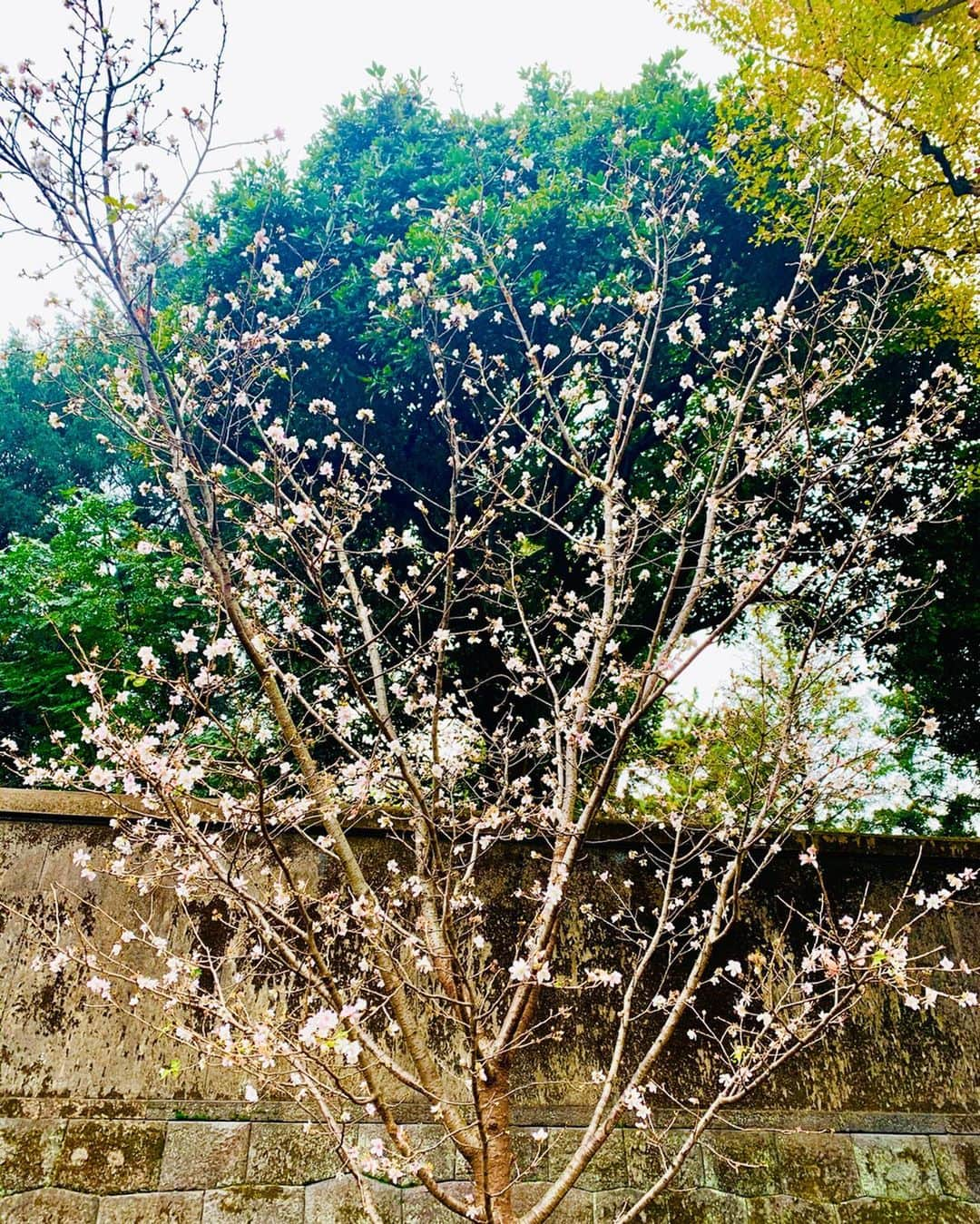 平祐奈さんのインスタグラム写真 - (平祐奈Instagram)「🍁🌾🍂🍃 空気がひんやりしていて体にもいい空気が舞い込んできますね。好きな季節です。 日本の文化って美しくて素晴らしいものがたくさんあるよね。 この時期は紅葉🍁 飽きないね、ずっと見ていたい。むむ この時期に桜⁉︎と驚いていたら冬桜‼︎初めて見れました、フユザクラ。 可愛らしい🌸 一足早く春気分も味わえるなんて、、 自然って心にも身体にも目にもいいよね。」12月5日 20時04分 - yunataira_official