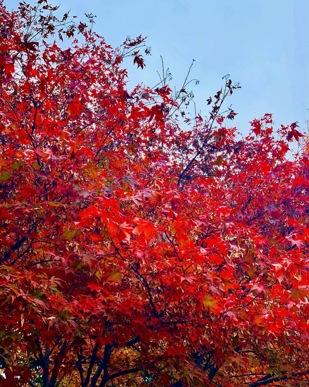 平祐奈さんのインスタグラム写真 - (平祐奈Instagram)「🍁🌾🍂🍃 空気がひんやりしていて体にもいい空気が舞い込んできますね。好きな季節です。 日本の文化って美しくて素晴らしいものがたくさんあるよね。 この時期は紅葉🍁 飽きないね、ずっと見ていたい。むむ この時期に桜⁉︎と驚いていたら冬桜‼︎初めて見れました、フユザクラ。 可愛らしい🌸 一足早く春気分も味わえるなんて、、 自然って心にも身体にも目にもいいよね。」12月5日 20時04分 - yunataira_official