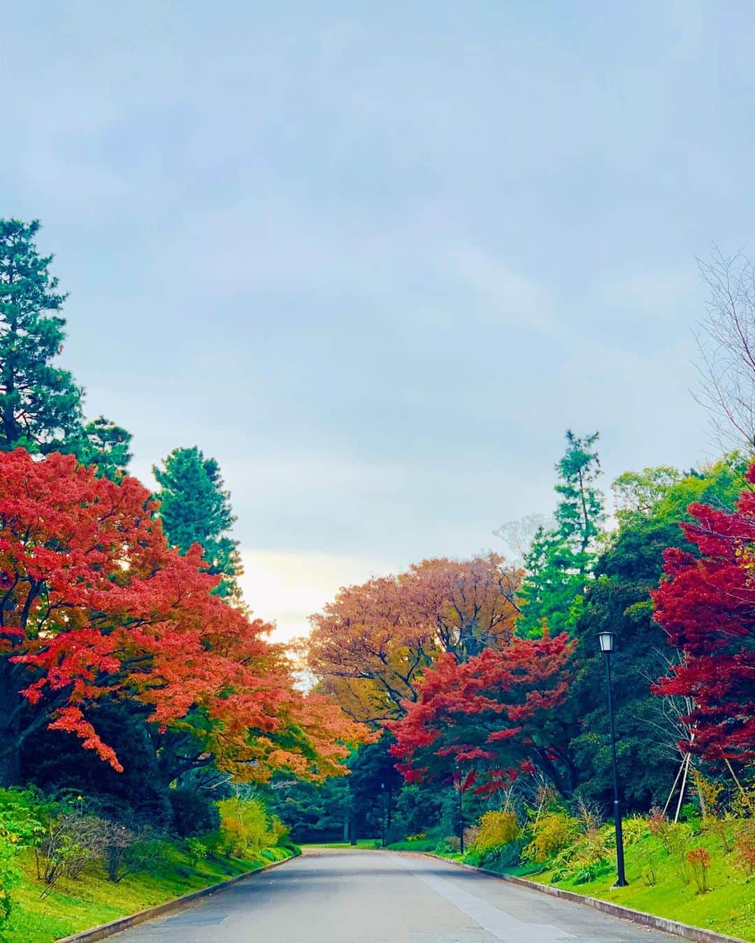 平祐奈さんのインスタグラム写真 - (平祐奈Instagram)「🍁🌾🍂🍃 空気がひんやりしていて体にもいい空気が舞い込んできますね。好きな季節です。 日本の文化って美しくて素晴らしいものがたくさんあるよね。 この時期は紅葉🍁 飽きないね、ずっと見ていたい。むむ この時期に桜⁉︎と驚いていたら冬桜‼︎初めて見れました、フユザクラ。 可愛らしい🌸 一足早く春気分も味わえるなんて、、 自然って心にも身体にも目にもいいよね。」12月5日 20時04分 - yunataira_official