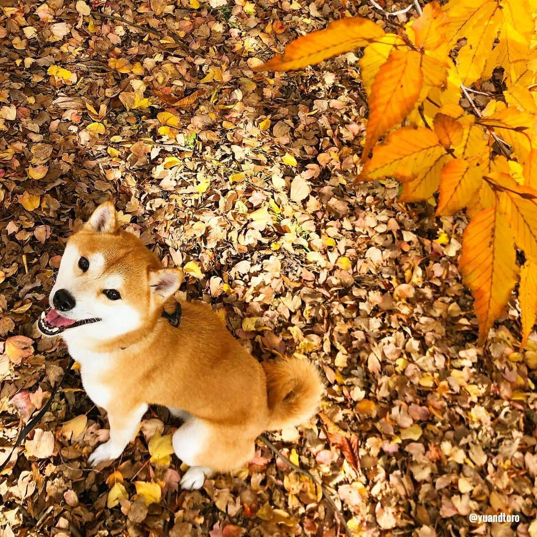 ゆうとろ（柴犬ゆうと猫のとろ）さんのインスタグラム写真 - (ゆうとろ（柴犬ゆうと猫のとろ）Instagram)「. 今日の散歩もとても暖かかったです。 今年も落葉の絨毯を撮りたくて探し回りましたがなかったです。 赤の紅葉の絨毯、黄色の銀杏の絨毯の写真が撮れるのはいつになるかな。 . #落葉の絨毯 #ゆうとろ散歩  #昼んぽ . fallen leaves🍂 Yu🐶」12月5日 20時13分 - yuandtoro