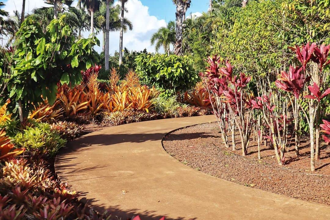 金泉紗恵子さんのインスタグラム写真 - (金泉紗恵子Instagram)「.﻿ 9年ぶりに行った【Dole Plantation】🍍﻿ ノースで遊んだ帰り、夕方に立ち寄りました😊﻿ 美味しいパイナップルやアイス、楽しい大きなお土産屋さんもあり、無料エリアだけでも思っていた以上に楽しめました🙆‍♀️﻿ ﻿ ﻿ 1枚目はパイナップルエクスプレス🚂﻿ 20分間の列車の旅とのことですが、乗ったフォロワーさんに伺ったところ、乗らなくても楽しめるとのことだったので乗りませんでした😂﻿ $11.50かかるので、なかなかのお値段だし、私は乗らなくても良かったです🤭﻿ ﻿ 2枚目はメインゲート✨﻿ 夕方でちょっと影になってしまったけど💦﻿ 入るとすぐに大きなお土産屋さんとフードが売っています🙌﻿ ﻿ 3枚目以降は無料エリアの園内😇﻿ 他にも写真がありますが、また違うタイミングで😁﻿ 綺麗なハイビスカス、プルメリアも咲いていていて、園内はとても綺麗に整備されています🌺﻿ 真昼間は暑そうですが、夕方はとっても気持ち良かったです😆﻿ ガーデンツアーもあり、そちらに参加すると色んなお花やフルーツ、コーヒーの木とかも見れるみたいです🥳﻿ ガーデンツアーは$7なので、時間があれば次回行ってみても良いかもなーと思いました🤩﻿ ﻿ あとは大きな迷路があるんですよね🤔﻿ どうやら40分から1時間くらいかかるとか😳﻿ 迷路は$8みたいです👌﻿ ﻿ ﻿ 色々有料エリアはあるものの、無料エリアだけでも十分楽しめちゃいます😄﻿ 映えるところが多いし、パイナップル美味しいし、パイナップルグッズかわいいし…﻿ ちょっと立ち寄るだけのつもりが、写真撮ったりお土産買ったりで、結構長居しました😘﻿ また次回もノースの帰りに寄り道したいな🥰﻿ .﻿ ﻿#hawaii #hawaii🌺 #hawaiitrip #hawaiistagram #followme #hawaiisbestphotos #lovehawaii #eoskissm #canoneoskissm #pineapple #dole #doleplantation #ハワイ #ハワイ旅行 #ハワイ好き #ハワイ好きな人と繋がりたい #ドール #ドールプランテーション #ドールジェニック #旅行好きな人と繋がりたい #ミラーレス一眼 #ミラーレス #パイナップル」12月5日 20時34分 - saeko_kanaizumi