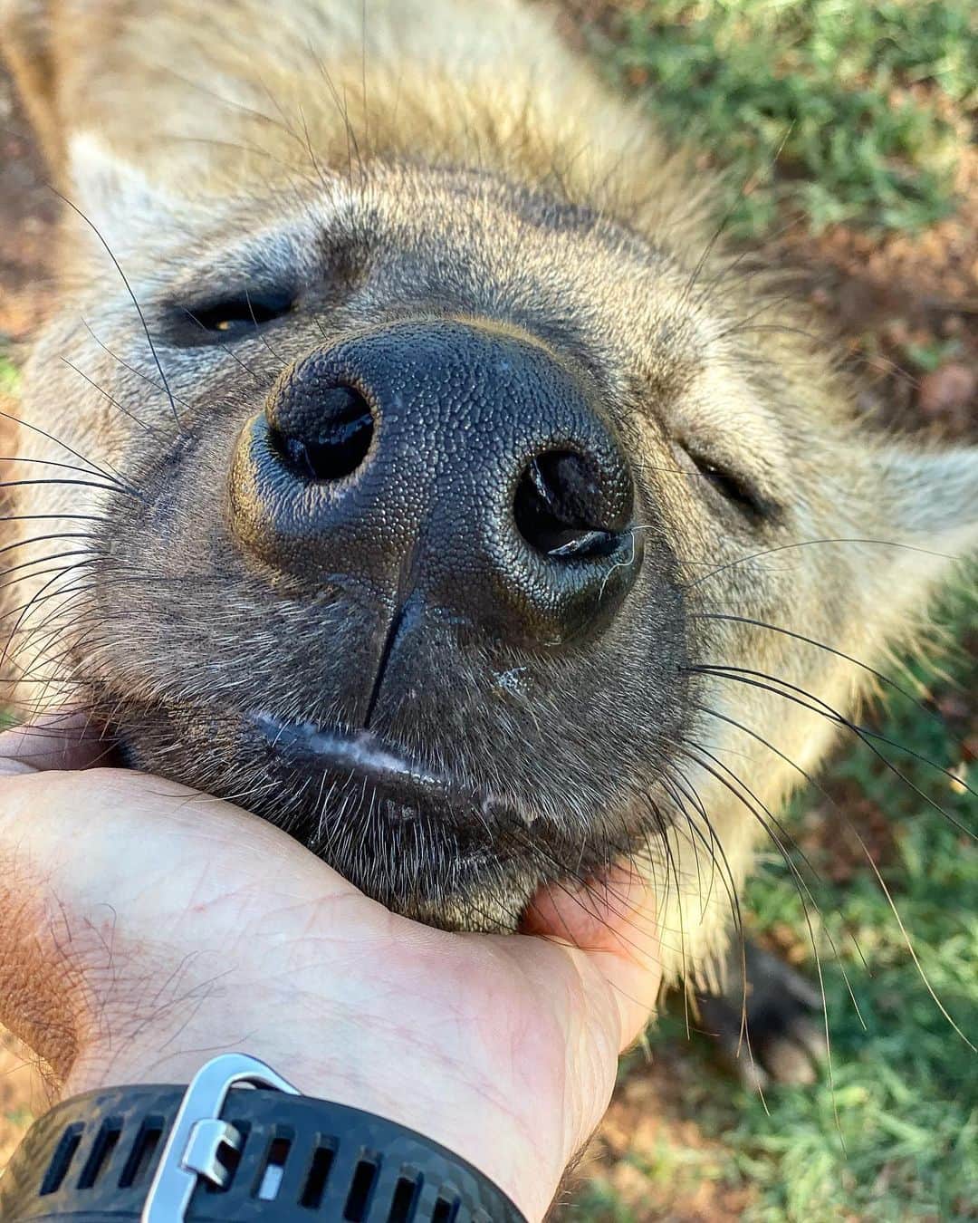 Kevin Richardson LionWhisperer のインスタグラム
