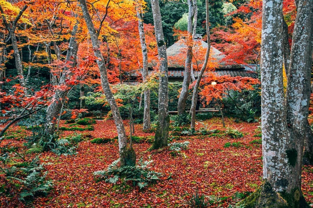 京都いいとこフォトさんのインスタグラム写真 - (京都いいとこフォトInstagram)「. 秋の祇王寺。 夏は緑の苔の絨毯が有名ですが、 真っ赤な紅葉の絨毯は秋だけの楽しみです。 . . .  Location : #Gioji #祇王寺 Photo : @hino0117 .」12月5日 21時10分 - kyoto_iitoko