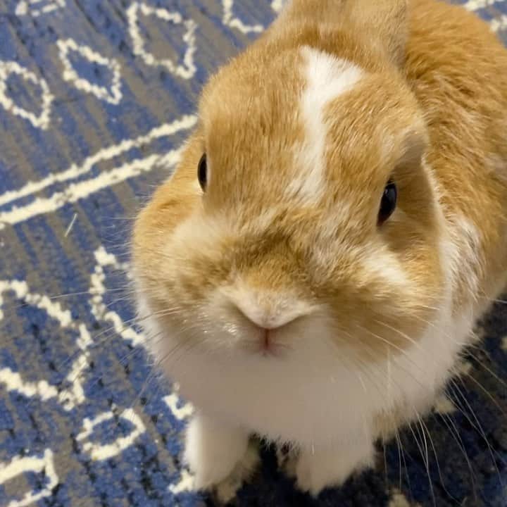 BUNNY?TUNA? のインスタグラム：「2019/12/5✨ 今日もかまってちゃんですよー😚 . #かまってちゃん #ネザーランドドワーフ#ツナ#TUNA#うさぎ#ふわもこ部#うさぎ部#うさぎのしっぽ#ペット#netherlanddwarf#bunnystagram#rabbit#lapin#cutebunny#bunnylove#bunnies#pet#petgram#rabbitstagram#japan#kawaii#weeklyfluff#cutepetclub#instapets#instabunnies#animallovers」