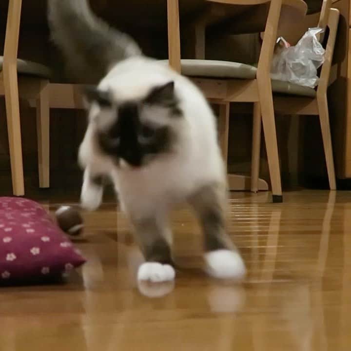 takegaeruのインスタグラム：「アクションスター、ランちゃんマン( ^ω^ ) このラグビーボール🏉おもちゃ、今は何処へやら😅  #cat #猫 #ragdoll #ラグドール #ホワイトポッチーズ」