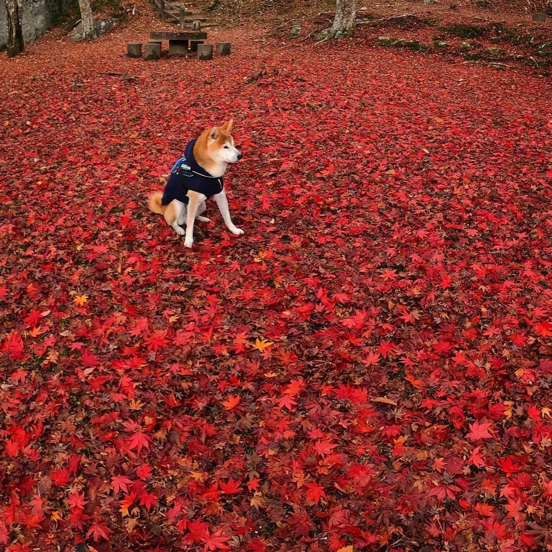BlackRed shibasさんのインスタグラム写真 - (BlackRed shibasInstagram)「Japanese red maple carpet.🍁 Beautiful place. . 美しい場所 . .  Photo #goprohero8black  @GoPro @GoProJP . . . #neneandmusashi2019 #shibainu #shiba #柴犬 #しばいぬ #dog #日本犬 #lovely #cute #秋色 #autumn #fall #dog #日本犬  #GoPro #ゴープロ  #goprodog #goproのある生活 #goprojp #gopropets #Ginkgo #besomedoggy #doggo #紅葉#goprodogsquad #goprofamily #GoProhero8」12月5日 22時13分 - black_red_jp