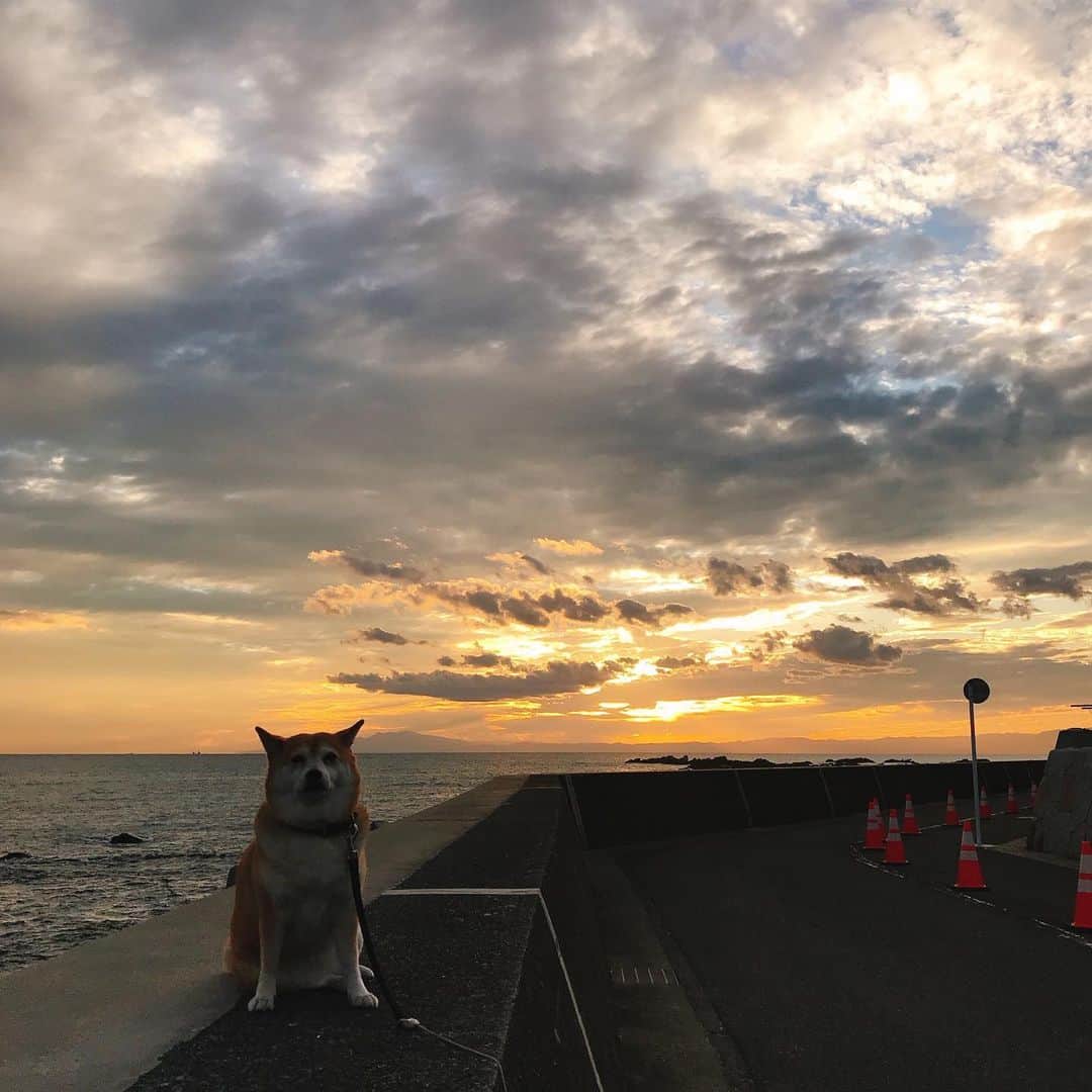 マル子さんのインスタグラム写真 - (マル子Instagram)「夕方のドラマチックな空と小鬼👹  #マル子  #マル小鬼　 #パイロン」12月5日 22時23分 - tomikago