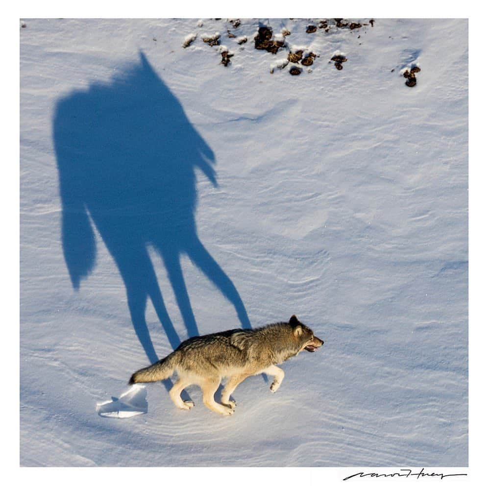 thephotosocietyさんのインスタグラム写真 - (thephotosocietyInstagram)「Photo by @argonautphoto (Aaron Huey) 10” wide SIGNED fine art prints available for the next few days for $100!  In this image a wolf and it’s shadow near the Nenana River in Denali National Park.  I do this sale only once a year, for only one week, and this year I am including some of my favorite prints from National Geographic assignments from Siberia to Alaska, Utah to Pakistan, and more!  Check the prints out at the link in my header at @argonautphoto.」12月5日 22時46分 - thephotosociety