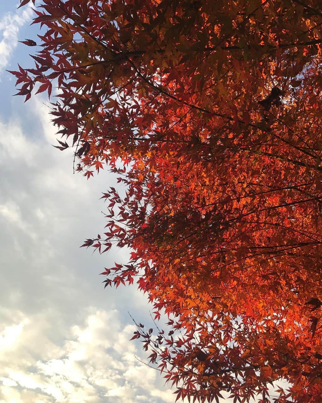 ティファニー春香さんのインスタグラム写真 - (ティファニー春香Instagram)「. 帰り道、紅葉🍁見て、 みたらし団子買って、 ソフトクリーム食べる☺️🍦 #紅葉 #ソフトクリーム #ootd #outfit」12月5日 22時48分 - tiffanyharuka