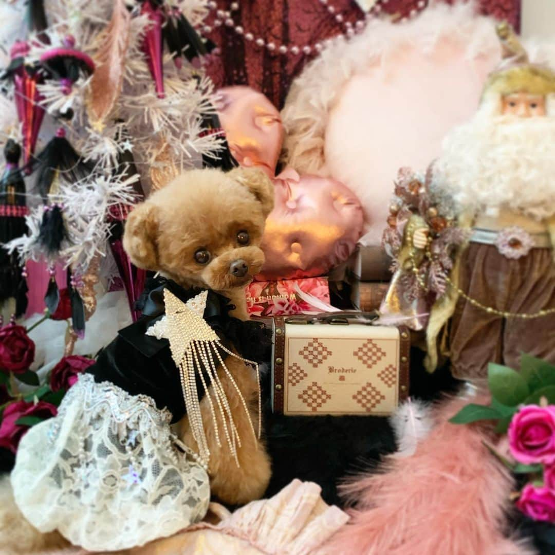 ? Tia ?のインスタグラム：「STAR⭐️ … … #toypoodle #toypoodlered #toypoodlegram #toypoodlelove #minipoodle #littlepoodle #redpoodle #instadog #adorable #cutest #cutiepie #socute #ilovemydog #トイプードル #littlebear #instapoodle #ティーカッププードル #teacuppoodle #puppilyhills #パピリーヒルズ #littleprincess #instatoypoodle #xmastree🎄 #itdogs #itdog #star #tia #triming #stardress」