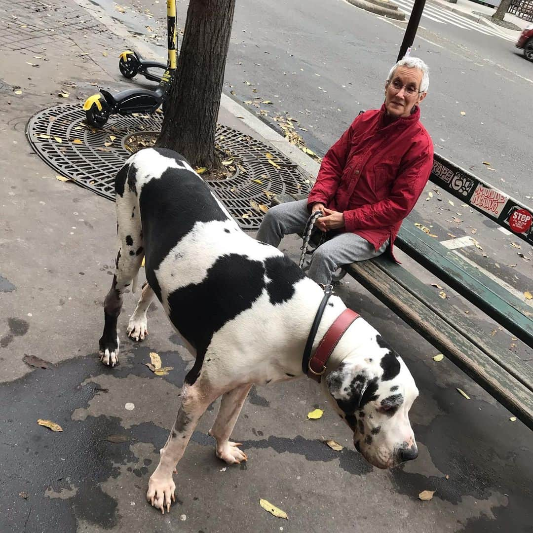 フローラン・ダバディーさんのインスタグラム写真 - (フローラン・ダバディーInstagram)「さようなら！Goodbye 👋 Paris  #dogallemand #nogluteneclair #latabledu53 #letraîtrefilm2019 #novembreaparis」12月5日 23時26分 - florent_dabadie