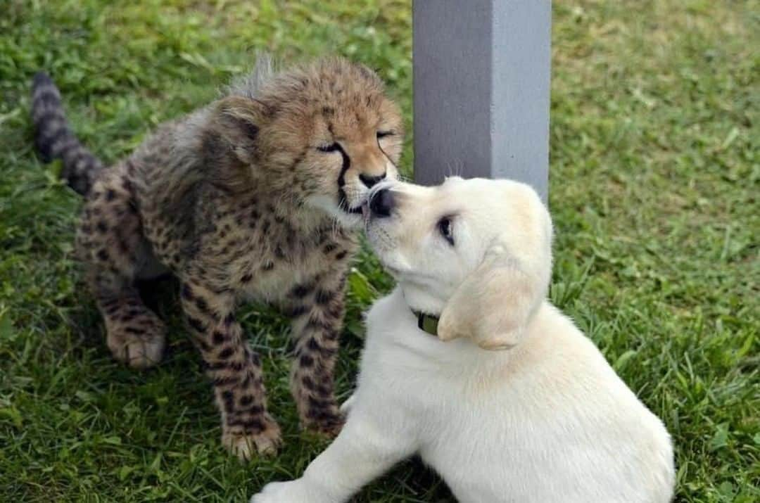 Baby Animalsさんのインスタグラム写真 - (Baby AnimalsInstagram)「Cheetahs are nervous animals, some zoos give them "support dogs" to help them relax and feel less anxious.」12月5日 23時58分 - thebabyanimals