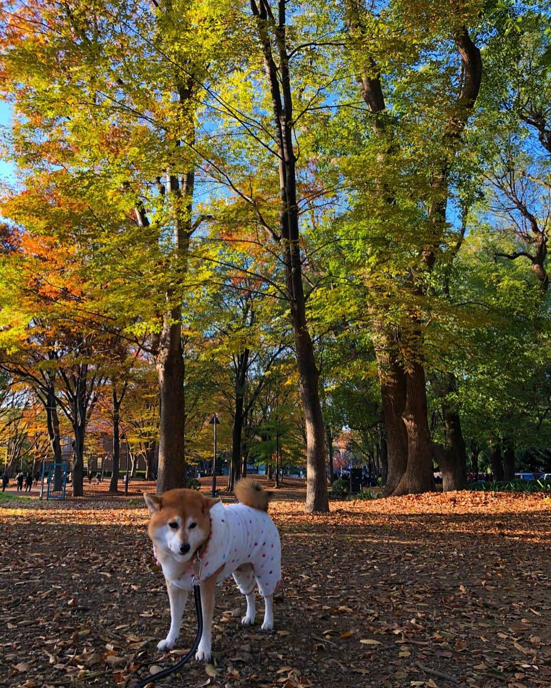 くるみさんのインスタグラム写真 - (くるみInstagram)「. 少し前の近場さんぽ🐾🐕 いぬかわいい☺️ . . #柴犬くるみ #いぬかわいい」12月5日 23時59分 - kurukurukurumi222