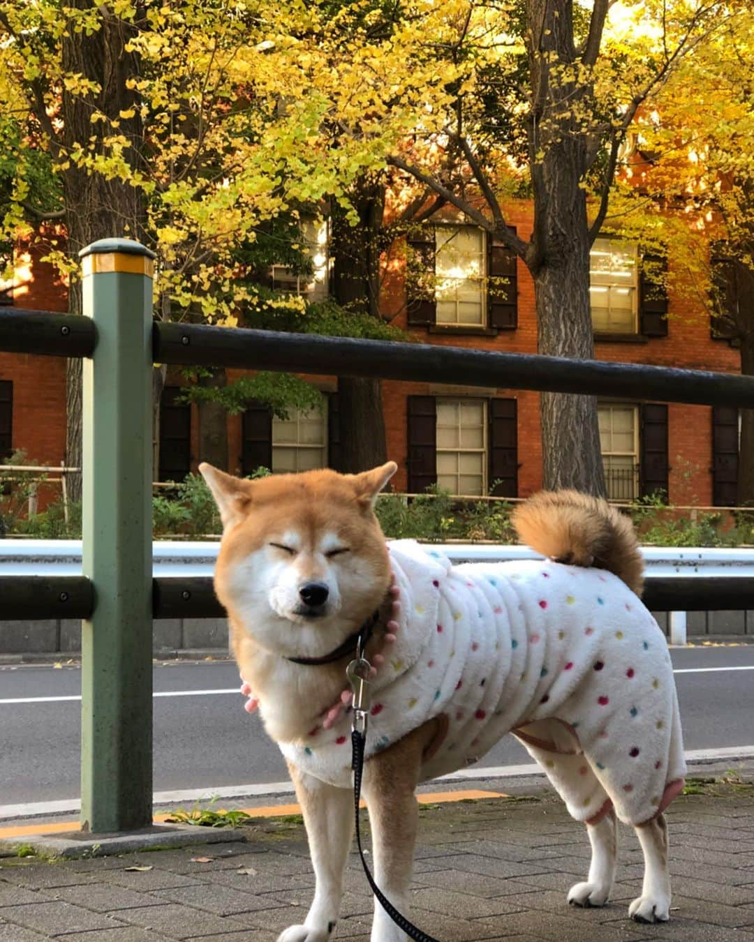 くるみさんのインスタグラム写真 - (くるみInstagram)「. 少し前の近場さんぽ🐾🐕 いぬかわいい☺️ . . #柴犬くるみ #いぬかわいい」12月5日 23時59分 - kurukurukurumi222