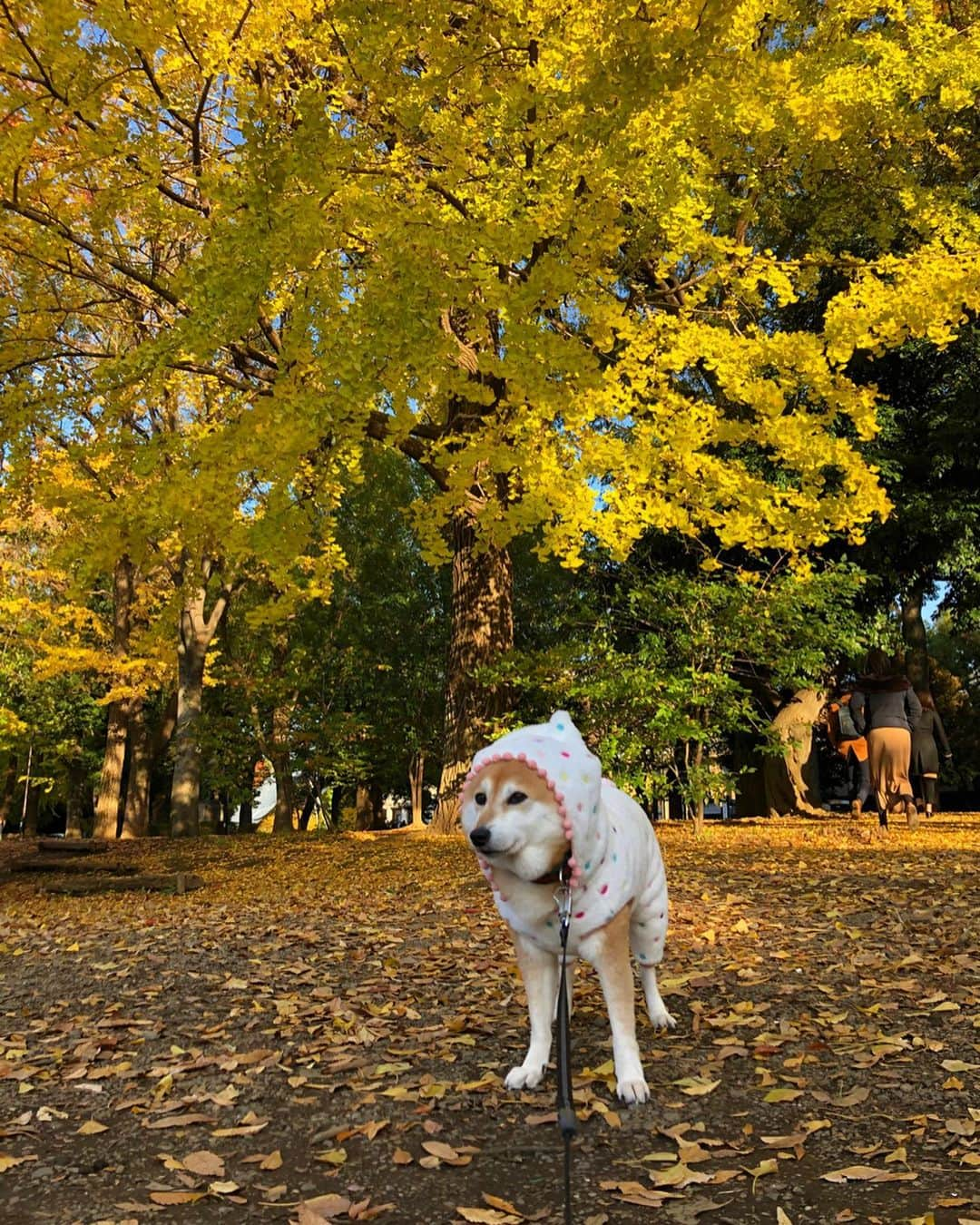 くるみさんのインスタグラム写真 - (くるみInstagram)「. 少し前の近場さんぽ🐾🐕 いぬかわいい☺️ . . #柴犬くるみ #いぬかわいい」12月5日 23時59分 - kurukurukurumi222