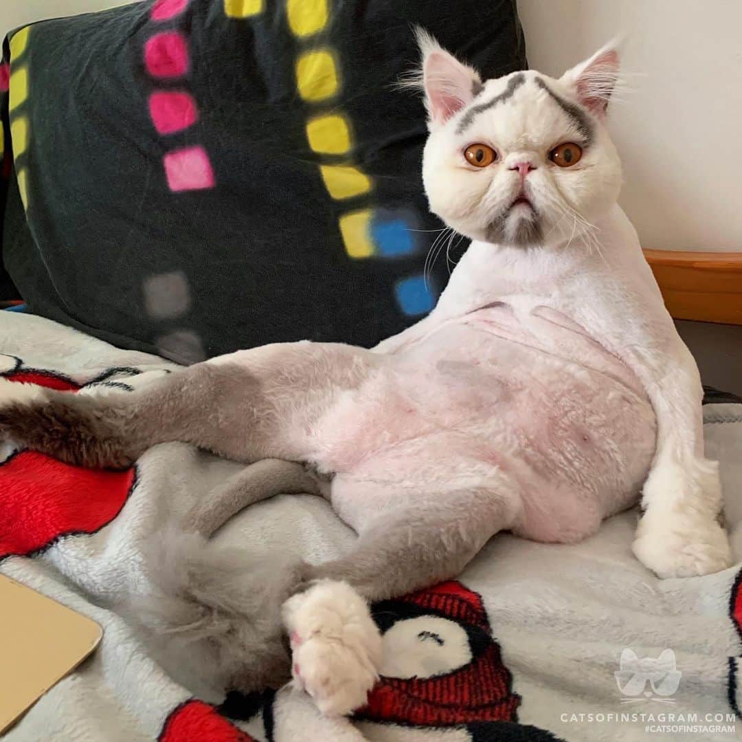 Cats of Instagramさんのインスタグラム写真 - (Cats of InstagramInstagram)「From @tipperandco: “Looking good, feline better.” #Twitterweek #catsofinstagram」12月6日 0時31分 - cats_of_instagram