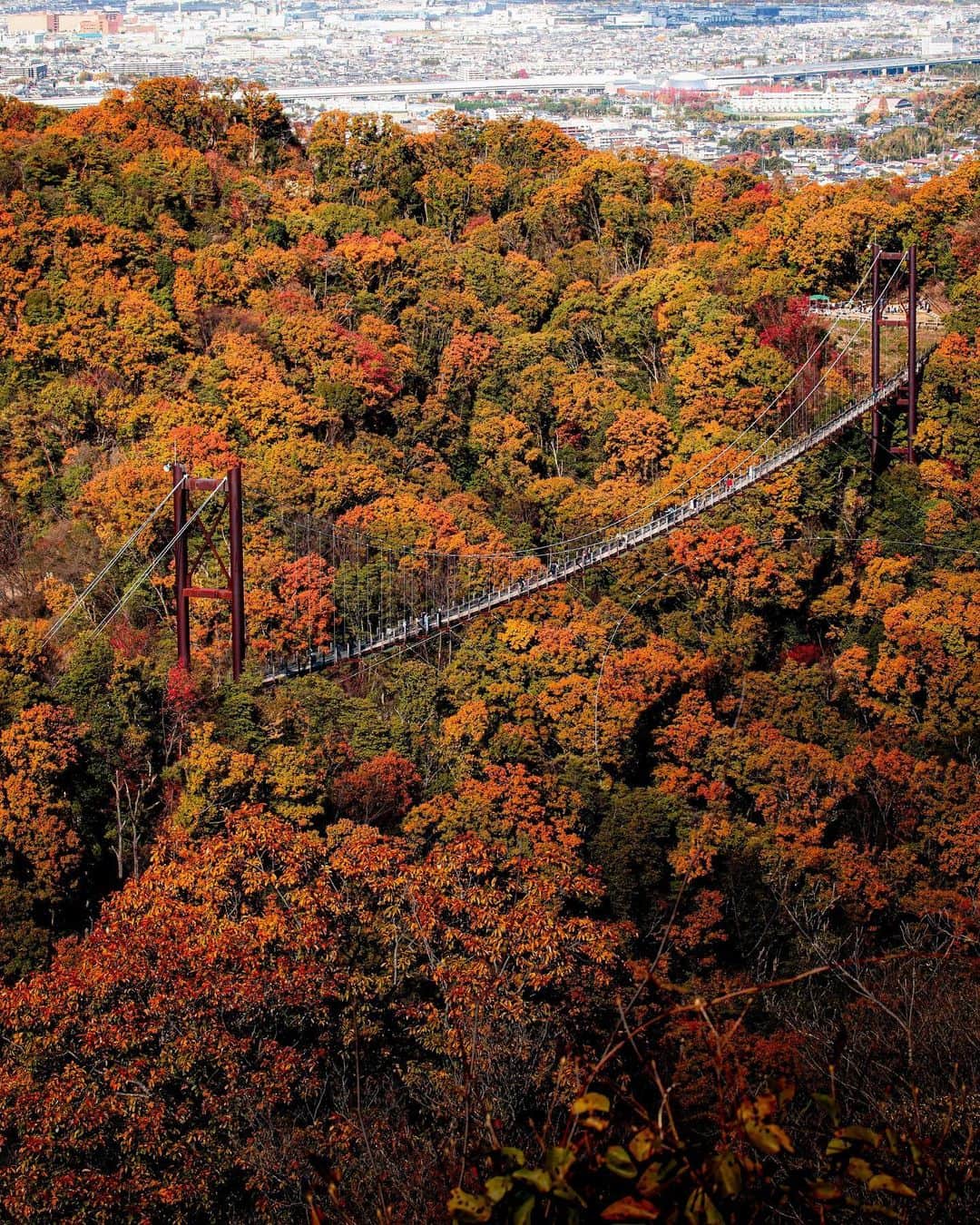 kyoko_zzzのインスタグラム：「Suspension bridge in autumn🍁  #ほしだ園地　#星のブランコ」
