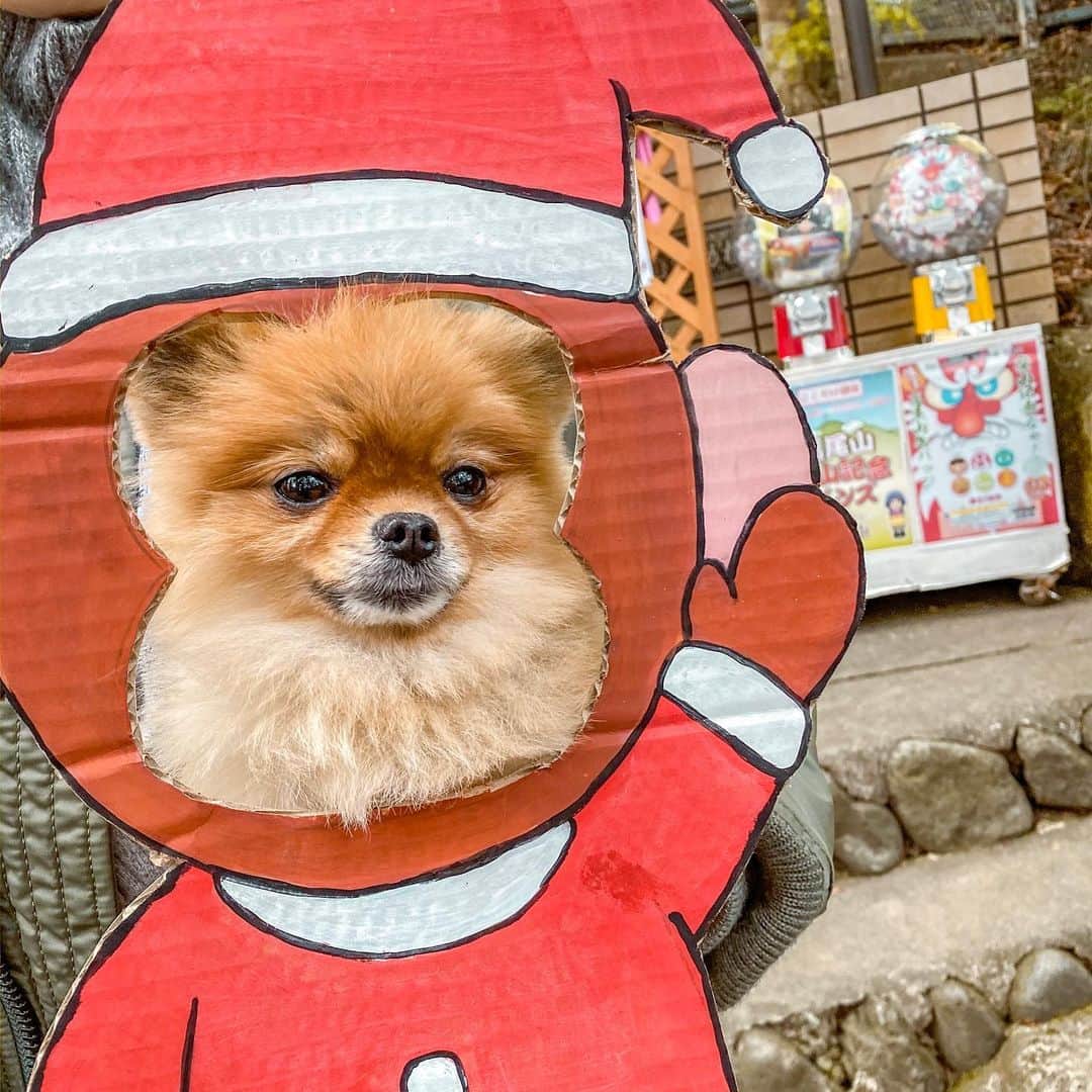 Mika Jimboさんのインスタグラム写真 - (Mika JimboInstagram)「この間高尾山に紅葉見に行ってきたけど、ほぼ紅葉見に行った感じしなかった🙈. . . 天気も良くて気持ちよかったし、もんじゃたくさん歩いてた🍁. . . そして念願のもんじゃとの @avirex_jp のお揃いコーデが出来てわたしは大満足☺️❤️#親バカ万歳  もうすぐクリスマスですね〜🎅. . . 最後のもんじゃサンタもへ🎅❤️. . . #今日のイッヌ#今日のもんじゃ#花より団子#まさにこのこと#高尾山#takaosan#山登りにヒールできてる女の子たち凄い#デートってそういうことか#犬とお揃いコーデ#犬とおそろい#そんなことしてる場合じゃない#盛れてるのないかなと思ってカメラロール見たら #アプリで撮った写真が全部mattoだった#泣ける」12月6日 1時54分 - mikajimbox