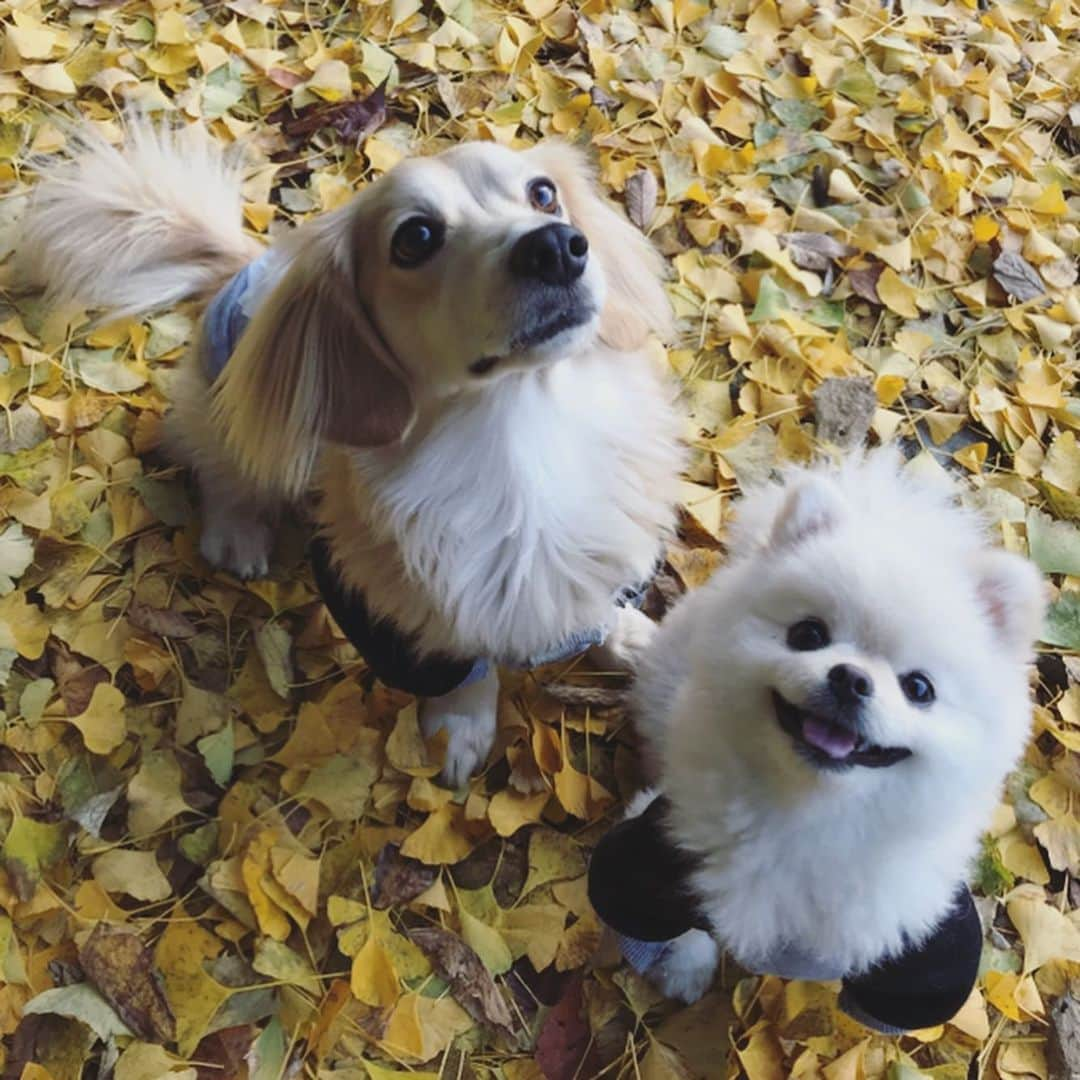 葵ゆりかさんのインスタグラム写真 - (葵ゆりかInstagram)「紅葉の季節🍁  #紅葉　#もみじ　#🍁　#イチョウ　#猿橋　#山梨　#drive #わんことお出かけ　#愛犬　#にょろ　#おもち　#ミックス犬　#ミニチュアダックス　#パピヨン #マルチーズ　#pomeranian #ポメラニアン　#ポメ　#白ポメ　#いぬのきもち　#犬バカ部　#dogstagram #instadog #いぬ　#dog #犬 #inustagram」12月6日 12時38分 - yuriyuricchi