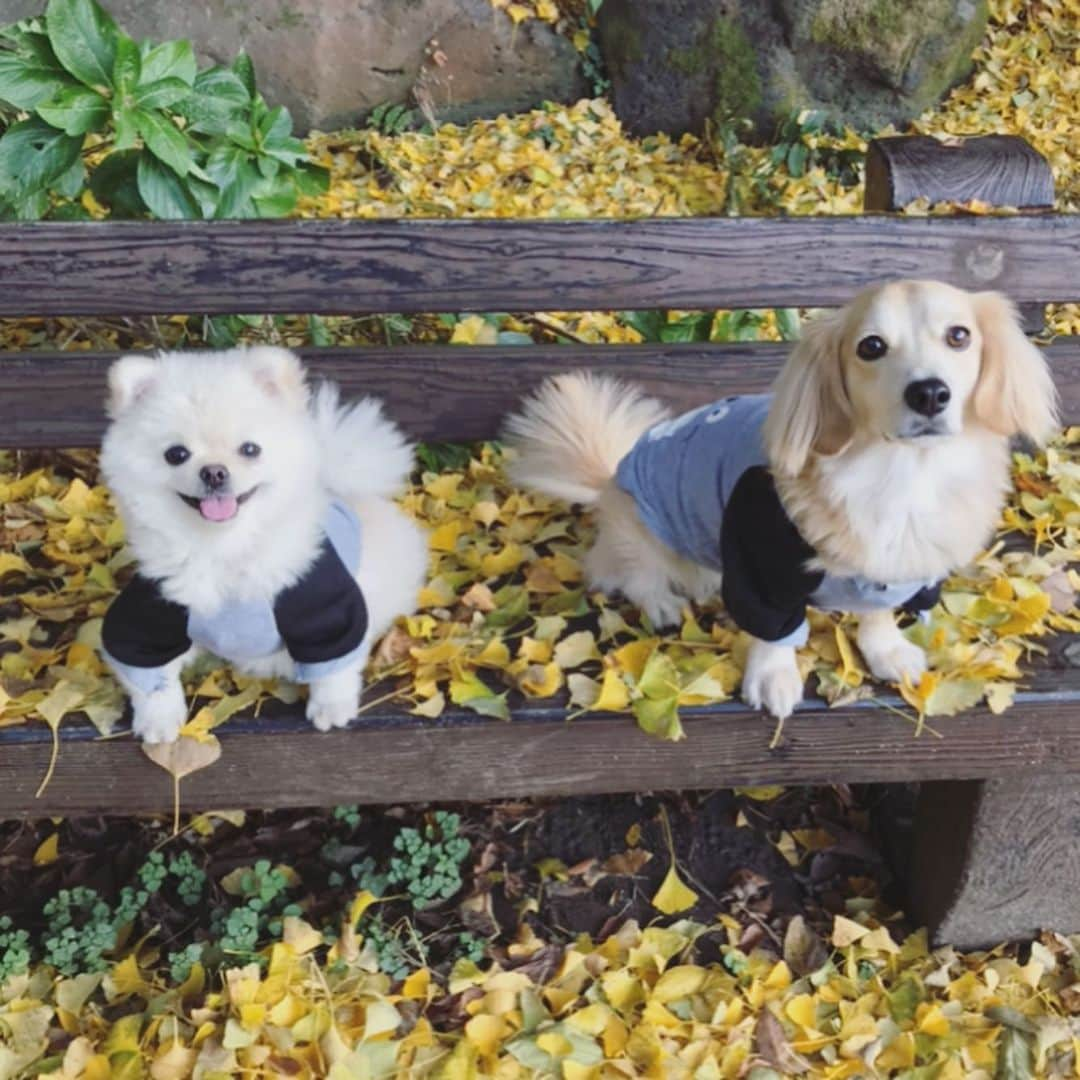 葵ゆりかさんのインスタグラム写真 - (葵ゆりかInstagram)「紅葉の季節🍁  #紅葉　#もみじ　#🍁　#イチョウ　#猿橋　#山梨　#drive #わんことお出かけ　#愛犬　#にょろ　#おもち　#ミックス犬　#ミニチュアダックス　#パピヨン #マルチーズ　#pomeranian #ポメラニアン　#ポメ　#白ポメ　#いぬのきもち　#犬バカ部　#dogstagram #instadog #いぬ　#dog #犬 #inustagram」12月6日 12時38分 - yuriyuricchi