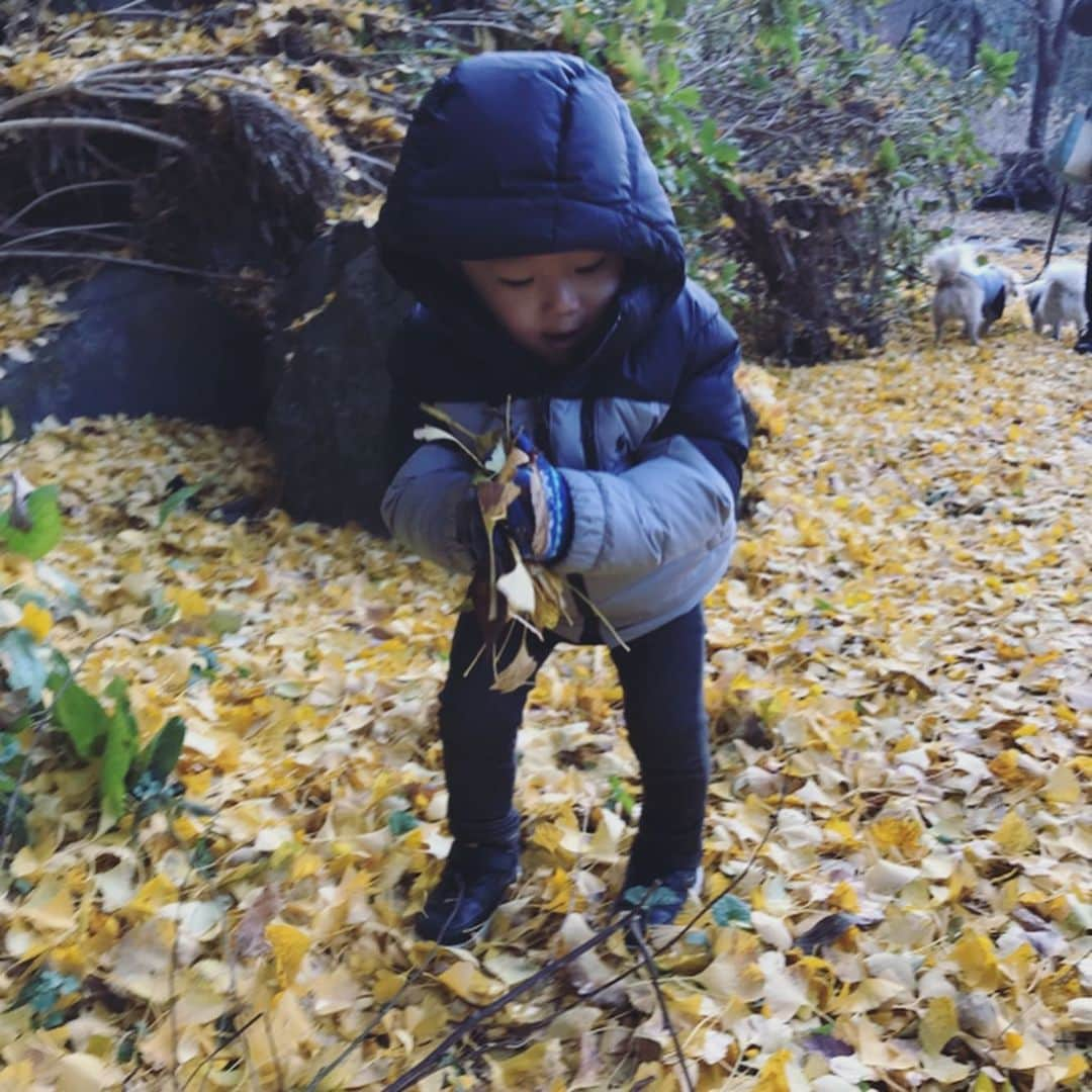 葵ゆりかさんのインスタグラム写真 - (葵ゆりかInstagram)「紅葉の季節🍁  #紅葉　#もみじ　#🍁　#イチョウ　#猿橋　#山梨　#drive #わんことお出かけ　#愛犬　#にょろ　#おもち　#ミックス犬　#ミニチュアダックス　#パピヨン #マルチーズ　#pomeranian #ポメラニアン　#ポメ　#白ポメ　#いぬのきもち　#犬バカ部　#dogstagram #instadog #いぬ　#dog #犬 #inustagram」12月6日 12時38分 - yuriyuricchi