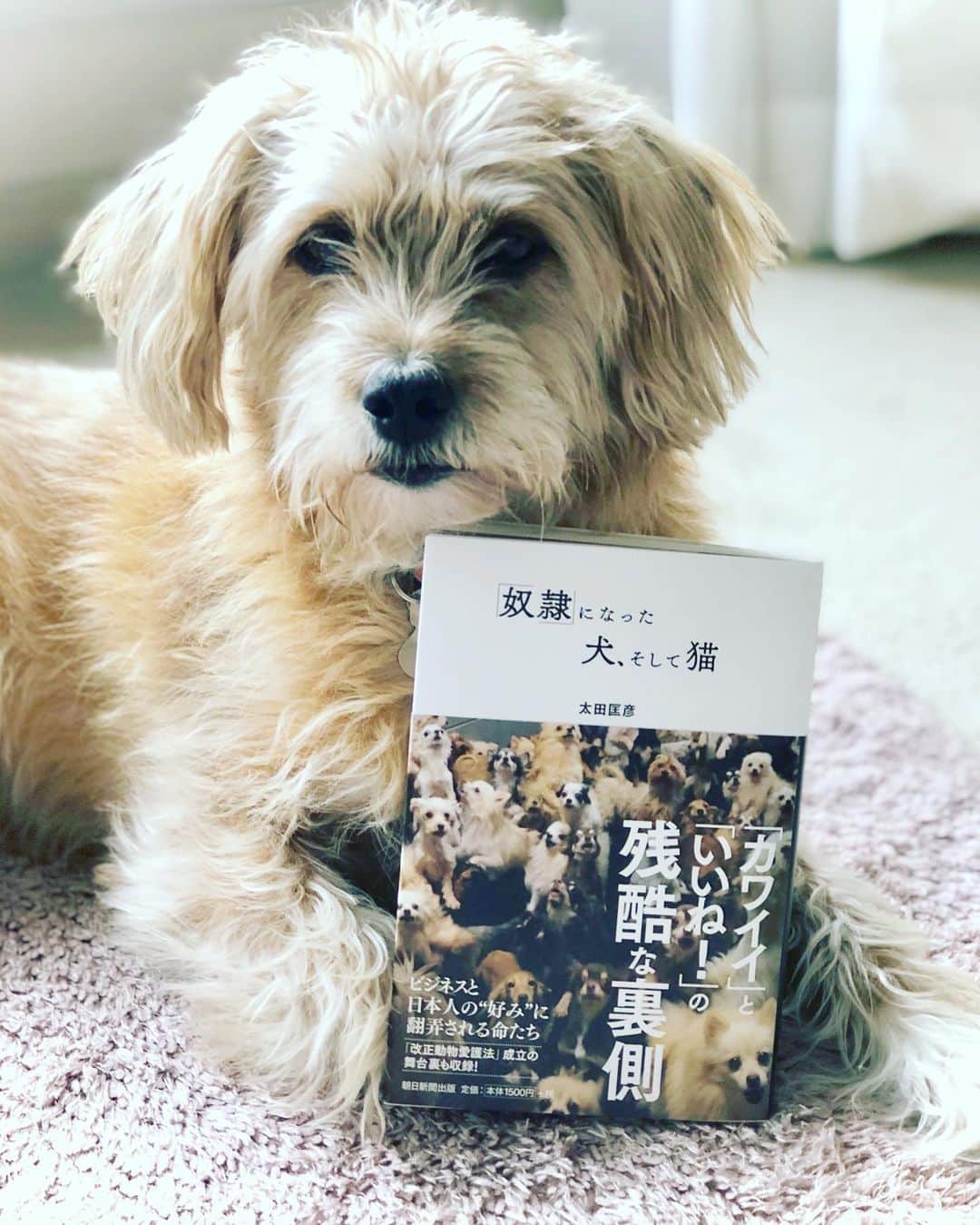 宮本亜門さんのインスタグラム写真 - (宮本亜門Instagram)「いつもワンコたちのことをかんがえている太田さんのあたらしい本がでました。むずかしくてぼくにはわからないけどよんでほしいなあ。  #太田匡彦さんの新しい本です　#改正動物愛護法　 #保護犬　#ビート　#宮本亞門」12月6日 13時08分 - beatamon