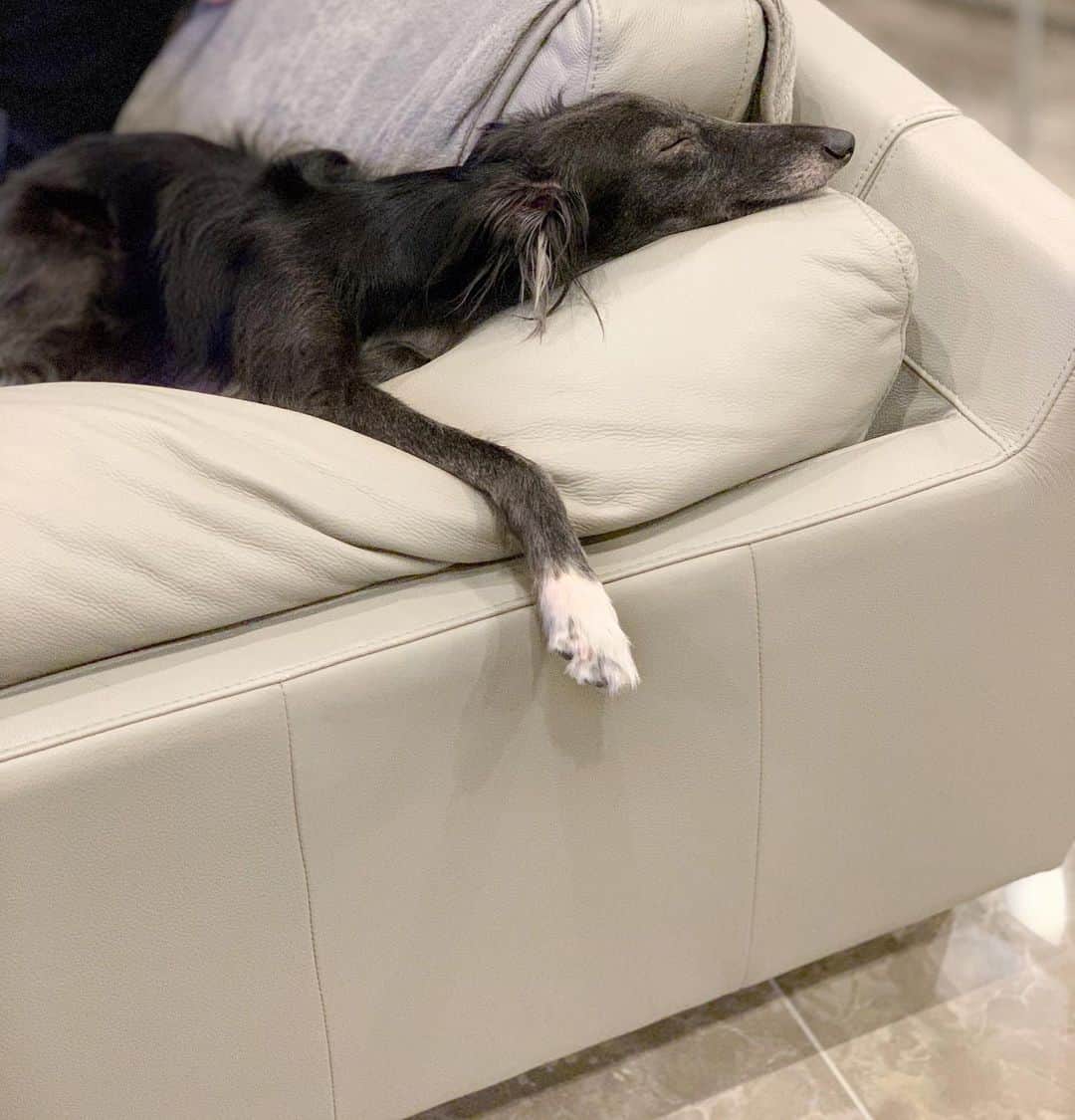 のインスタグラム：「いい顔で寝てる◡̈zZZ 誰よりも肘掛けの使い方が上手な気がする♪笑 もはや抱き枕状態だけど ༘* ・ ・ #犬のいる暮らし #犬との暮らし #犬との生活 #犬の寝顔 #黒い犬」