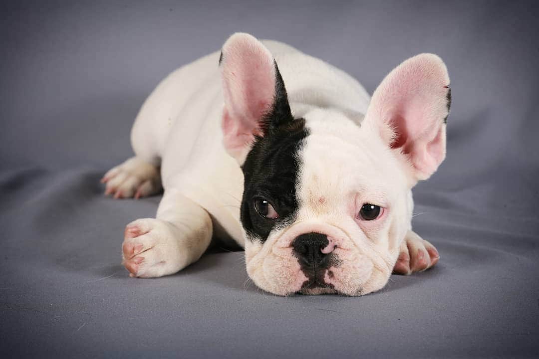 Manny The Frenchieのインスタグラム：「Why can't we stay puppies forever!  #tbt」