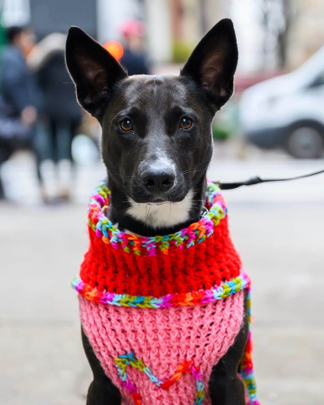 The Dogistさんのインスタグラム写真 - (The DogistInstagram)「Lucy, mix, 74th & Lexington Ave., New York, NY • “My daughter made her sweater.”」12月6日 5時09分 - thedogist