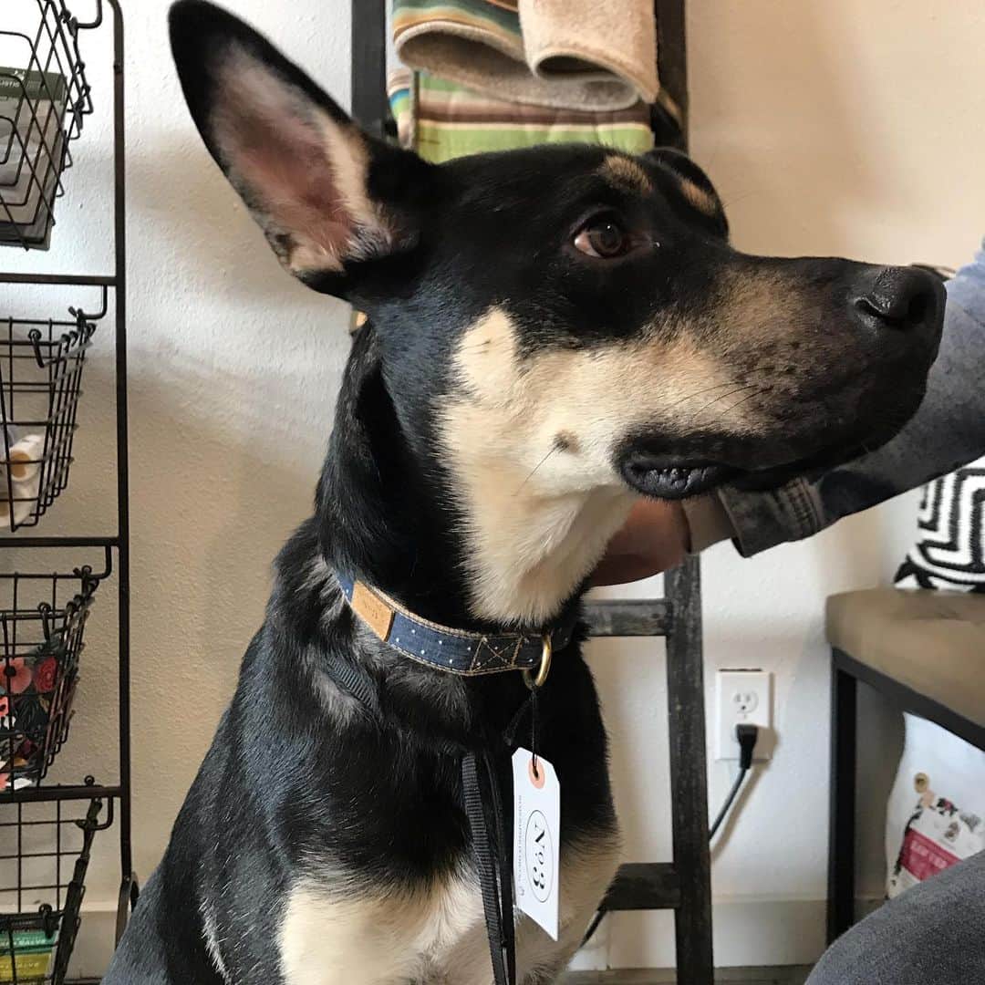 Dogs by Ginaのインスタグラム：「Elijah got a new collar today 🐾」