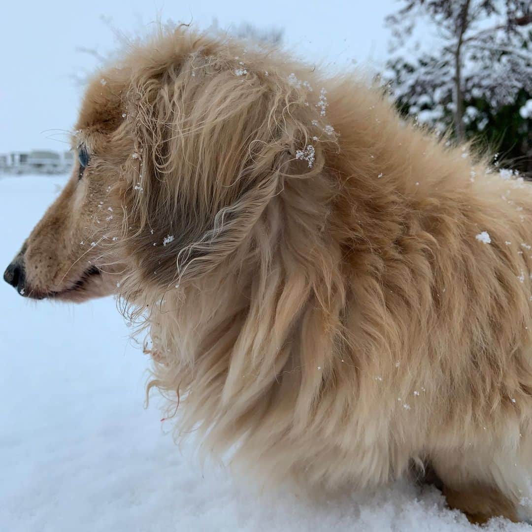 ハッチ＆ニコのインスタグラム：「Good morning ❄️ 爆モフハッチでおはようございます。 5cmくらい積もりました  #カメラ嫌い同好会 #pecoいぬ部 #犬の生活が第一 #癒しわんこ #dachshund #犬バカ部 #短足部 #ふわもこ部 #tokyocameraclub #東京カメラ部」