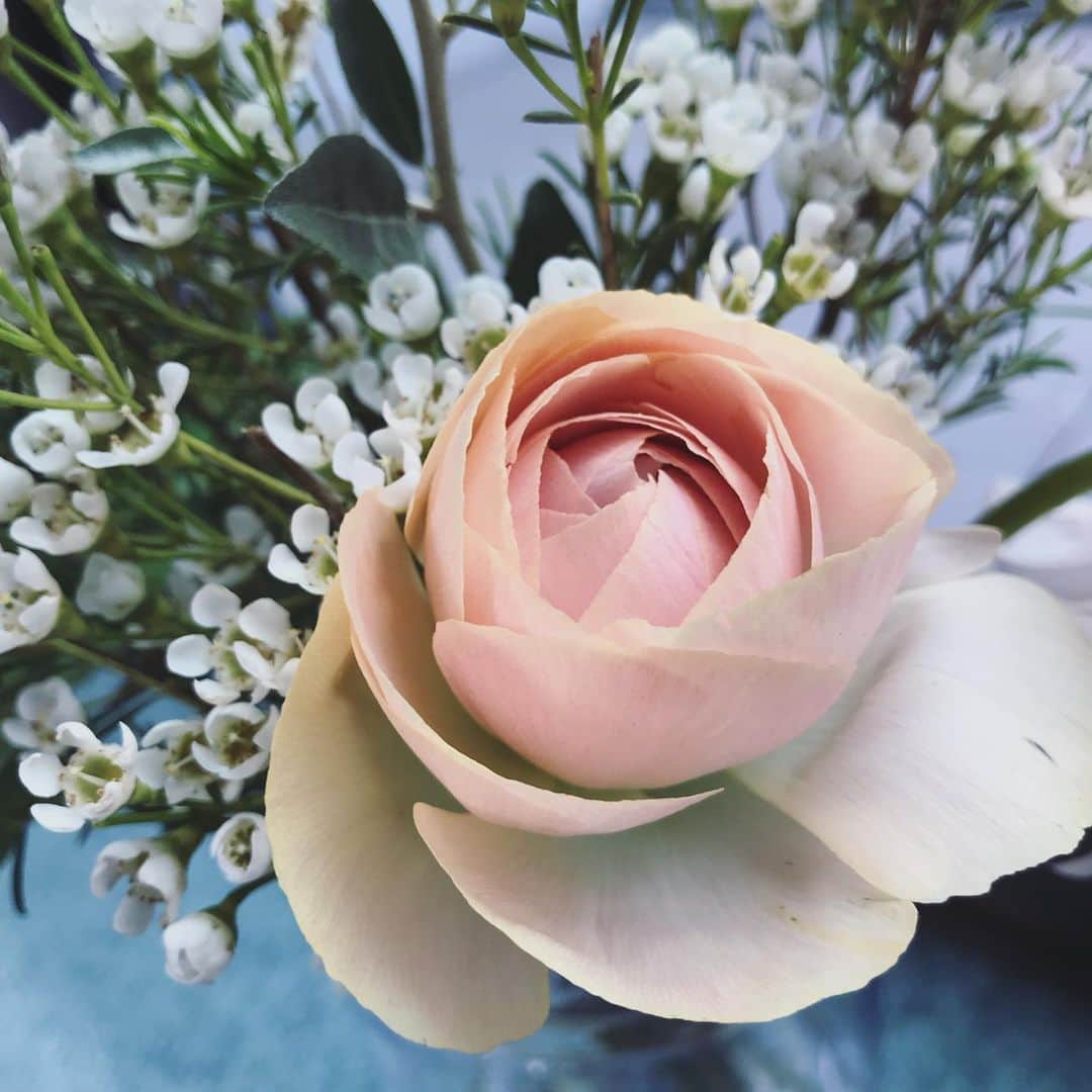森口瑤子さんのインスタグラム写真 - (森口瑤子Instagram)「. . ラナンキュラスの花びら 美しい〜✨ . #今週のお花 . #プレバト観てくださった方 #ありがとうございました #ががががんばります」12月6日 7時24分 - yokomoriguchi_official