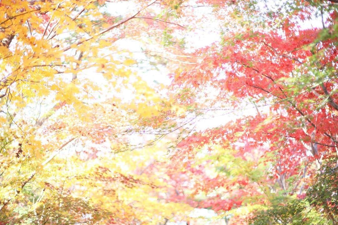 kiccyomuのインスタグラム：「☁️ 2019.12.06 Fri 先週末の #紅葉 🍁 色とりどりのモミジ🍁 天気も良くて、綺麗で華やか〜☺️ * 🌸金曜日…今日も元気に🤗 * location #埼玉 撮影 12月1日」