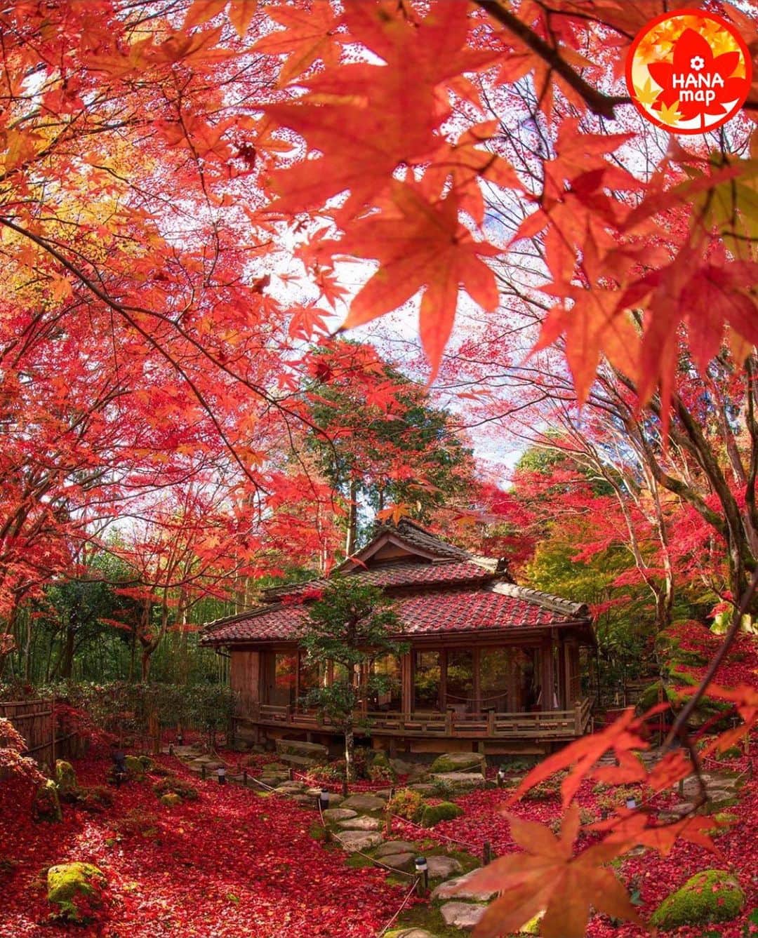 はなまっぷ❁日本の花風景さんのインスタグラム写真 - (はなまっぷ❁日本の花風景Instagram)「🍂🍁はなまっぷの紅葉まつり🍁🍂 * @takaya212 さんの 紅葉に花まるを💮 * 色とりどりに染まる美しい日本の秋をありがとうございます😊🍁🍂 * 滋賀　#教林坊 Kyourinbo Temple, Siga Pref. * 見頃を過ぎている場所もご紹介しています。 お出かけの際はHP等で最新の情報をご確認くださいね🙏🍁 * 🍁•••🍂•••🍁•••🍂•••🍁•••🍂 * 🍂🍁はなまっぷの紅葉まつり🍁🍂 〜紅葉の季節が終わる頃まで #はなまっぷ  のタグの中から、紅葉のお写真をご紹介させていただきます。期間中はランダムに、複数枚投稿でもご紹介させていただく場合がございます。 * #秋#紅葉#風景#はなまっぷ」12月6日 8時29分 - hanamap
