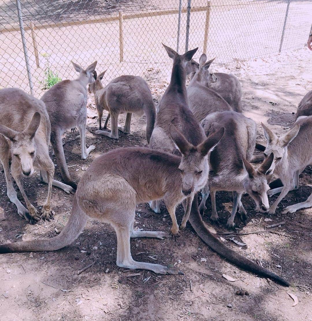 三浦泉さんのインスタグラム写真 - (三浦泉Instagram)「* @lonepinekoala  では カンガルー🦘とご対面も楽しみました♥️♥️ *  人懐っこくて大人しいカンガルー🦘😊 * * @lonepinekoala  #オーストラリア旅行 #オーストラリア #australia  #brisbane  #koala #lonepinekoalasanctuary #koalasanctuary #カンガルー #カンガルーの餌付け」12月6日 8時27分 - princessizu1201