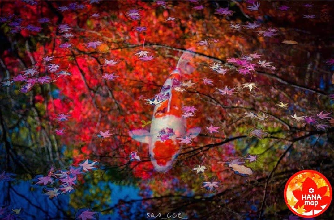 はなまっぷ❁日本の花風景さんのインスタグラム写真 - (はなまっぷ❁日本の花風景Instagram)「🍂🍁はなまっぷの紅葉まつり🍁🍂 * @sao_cce_ さんの 紅葉に花まるを💮 * 色とりどりに染まる美しい日本の秋をありがとうございます😊🍁🍂 * 山口　#防府天満宮 Hofu Tenmangu Shrine, Yamaguchi Pref. * 見頃を過ぎている場所もご紹介しています。 お出かけの際はHP等で最新の情報をご確認くださいね🙏🍁 * 🍁•••🍂•••🍁•••🍂•••🍁•••🍂 * 🍂🍁はなまっぷの紅葉まつり🍁🍂 〜紅葉の季節が終わる頃まで #はなまっぷ  のタグの中から、紅葉のお写真をご紹介させていただきます。期間中はランダムに、複数枚投稿でもご紹介させていただく場合がございます。 * #秋#紅葉#風景#はなまっぷ」12月6日 8時44分 - hanamap