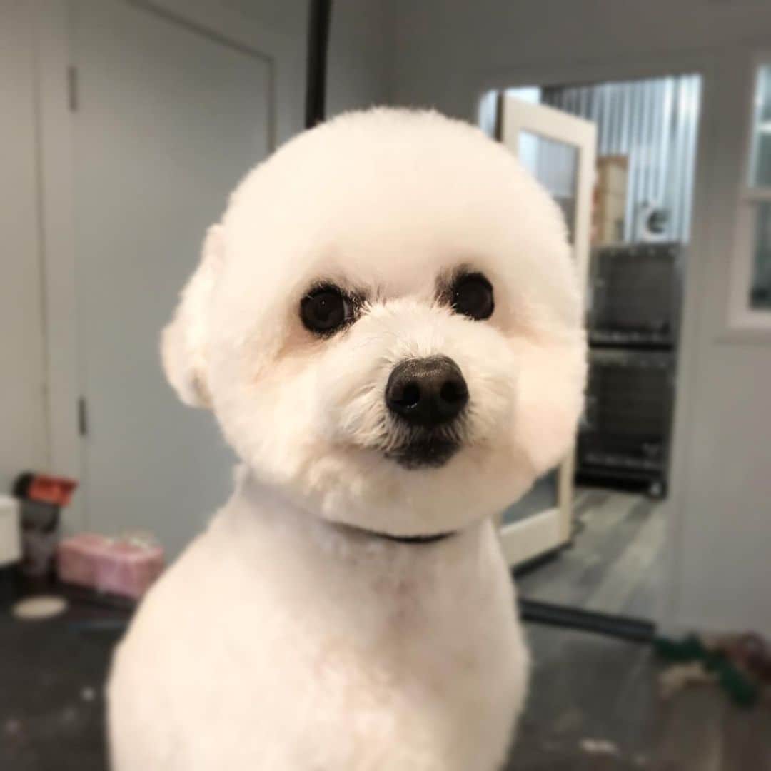 Dogs by Ginaのインスタグラム：「POP it ❤️」