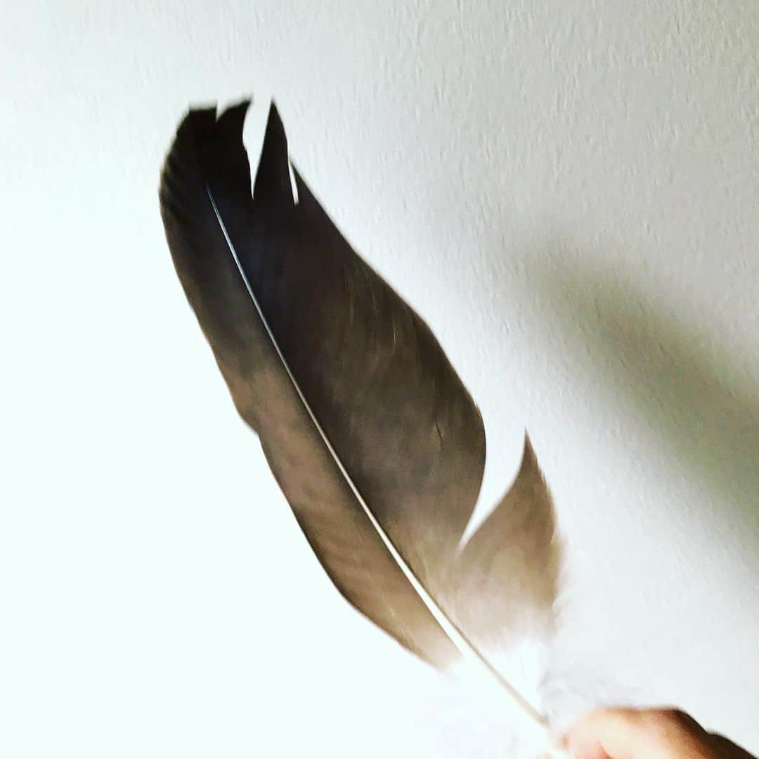 のインスタグラム：「空はどんよりして、いつにも増して寒い。 アフガニスタン中村哲医師の訃報、仲良しの親族の困難、自分の体調、はかどらぬ書き下ろしなどなどが、この寒空の雲のように重い。 でも、そんな時はアロマを炊いて、根室の友人にもらったオオワシの落とし羽根を見る。 大自然の息吹に触れる。高く、悠々と飛ぶその姿。 すると心が平常を取り戻し、広々と、深い呼吸ができるようになるのです。  #オオワシ #根室」