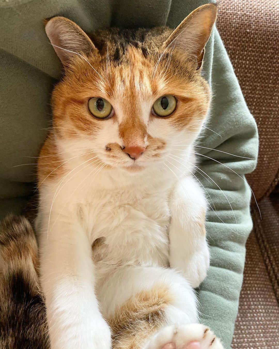 のインスタグラム：「おはよ #ポチ実 #三毛猫」