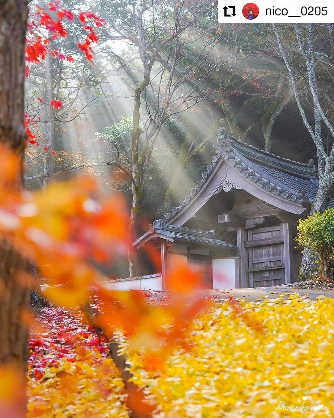 カメラのキタムラさんのインスタグラム写真 - (カメラのキタムラInstagram)「Repost @nico__0205 様 • • • • • • Kyoto Prefecture ・ ・ 優しい光❁.*･ﾟ ・ ✼••┈┈┈┈••✼••┈┈┈┈••✼ 紅葉🍁 (Autumn leaves🍁) ・ location：Kyoto,Japan ○撮影日：2019.12.1 ○📷‪‪α‬7RⅢ/FE24-70mm/f2.8 GM ✼••┈┈┈┈••✼••┈┈┈┈••✼ ・ ・ ※2枚あります▶️ 琴音さん夫妻( @kotone.photography )と始めに行ったお寺さん🥰 着いてすぐ目にした優しい光✨ 霧によって朝日が優しく差し込んでいて綺麗で感動しました😭✨ ・ 〇1枚目···光が目立つように✨ 真ん中に真っ赤なホース収納庫📮があって、どうにか隠したくて辿り着いた構図🙄笑 ギリギリ隠れました🍁笑 〇2枚目···黄色い絨毯が目立つように💛 しゃがんだだけ🙈笑 ・ ここは定番の場所ではないので、定番は後ほど🤗 ・ 貸切状態でゆっくり撮影させていただきました(*ˊᵕˋ*)︎💕︎ ・ ・ ----------------------------- ・ コメントやDMのお返事、いいね返しなど遅れててごめんなさい🙇‍♀️ ・ フォロー時＆いいねお礼＆副業勧誘のDMは不要です🙇‍♀️ ・ ・ ** *** #そうだ京都いこう #私だけの京都 #ritrip_kyoto #Loves_United_Kyoto #紅葉 #autumnleaves #nico_photo📷 @sonyalpha #sonyalpha @instagram #instagram #instagramjapan #japan_of_insta #tokyocameraclub #retrip_nippon #retrip_news #jalan_travel #rakutentravel #photo_shorttrip #histlip_japan #whim_life #visitjapanjp #pt_life_ #diary_photo_jpn #広がり同盟 #キタムラ写真投稿 #ほっとするひととき_jt #Nipponpic_Autumn2019 #sumasumatai_love #wu_japan #ptk_japan #bestphoto_japan」12月6日 9時37分 - camera_kitamura