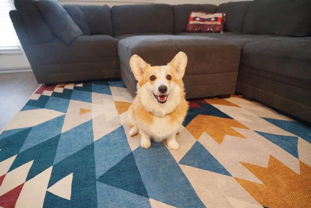 Liloさんのインスタグラム写真 - (LiloInstagram)「Look at my new pawesome rug from @ruggable ! I love my new rug because if I ever get it dirty my human can toss it in the washing machine. I’m sometimes a messy eater… but I don’t have to worry anymore because #Ruggable is spill and stain-resistant! They come in so many different designs-- check them out! Use code “FUNLILO15” for 15% off. #sponsored」12月6日 10時06分 - lilothewelshcorgi