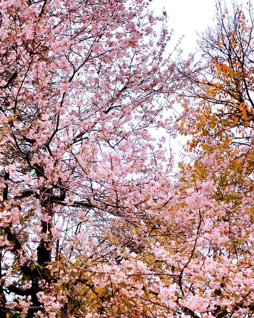 理絵さんのインスタグラム写真 - (理絵Instagram)「ヒマラヤ桜と紅葉  お天気悪くてなんか上手く撮れなかったけど載せよう  #ヒマラヤ桜 #ヒマラヤザクラ #桜 #sakura #벚꽃 #ciliegio #flowers #flower #fiore #꽃 #花 #tokyo #japan」12月6日 10時41分 - ____rie____