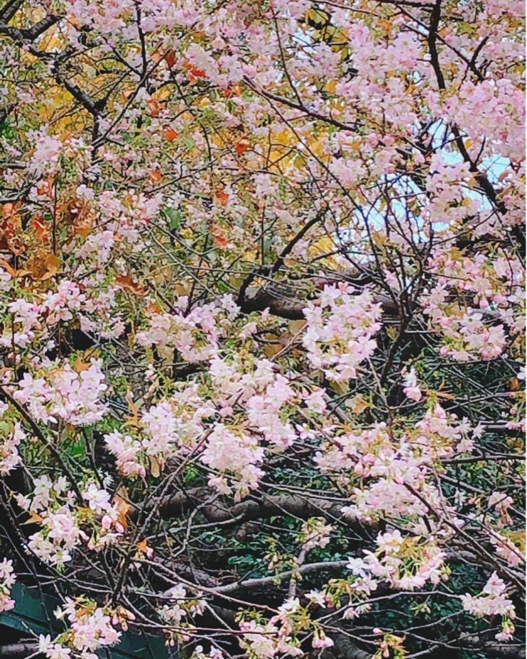 理絵さんのインスタグラム写真 - (理絵Instagram)「ヒマラヤ桜と紅葉  お天気悪くてなんか上手く撮れなかったけど載せよう  #ヒマラヤ桜 #ヒマラヤザクラ #桜 #sakura #벚꽃 #ciliegio #flowers #flower #fiore #꽃 #花 #tokyo #japan」12月6日 10時41分 - ____rie____