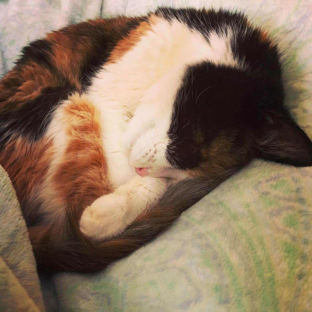 門倉聡のインスタグラム：「良く食べ、良く眠るようになった。 親追いは相変わらず笑 子猫みたいにニャーニャー鳴いて隣に座る。 隔離もあと一週間。頑張ろうね。  #ねこ　#ねこすたぐらむ #ねこと暮らす #ねこのいる生活 #ねこのきもち #ねこ部 #cat #catstagram」